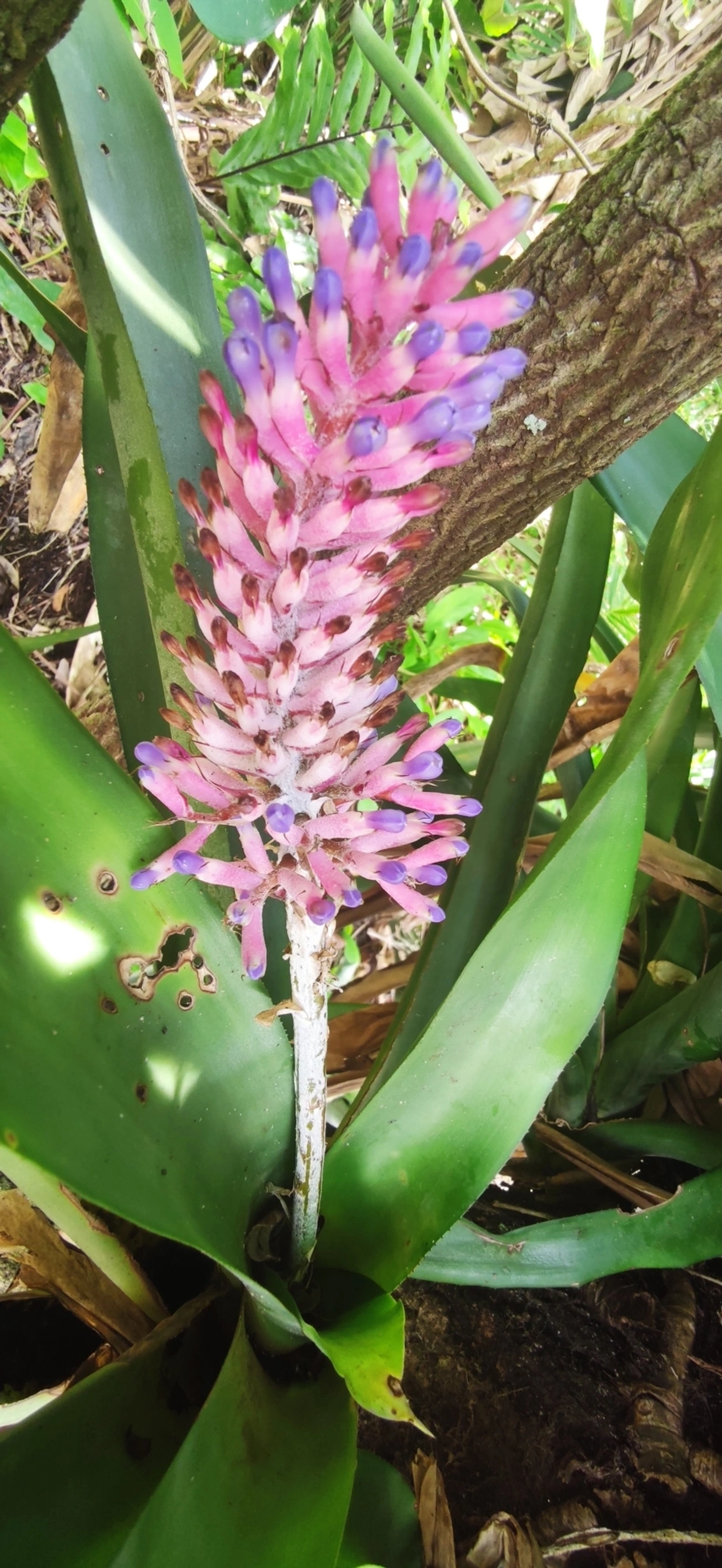 Gravata (Aechmea coelestis), plantas, fotografado em Maresias, São Sebastião