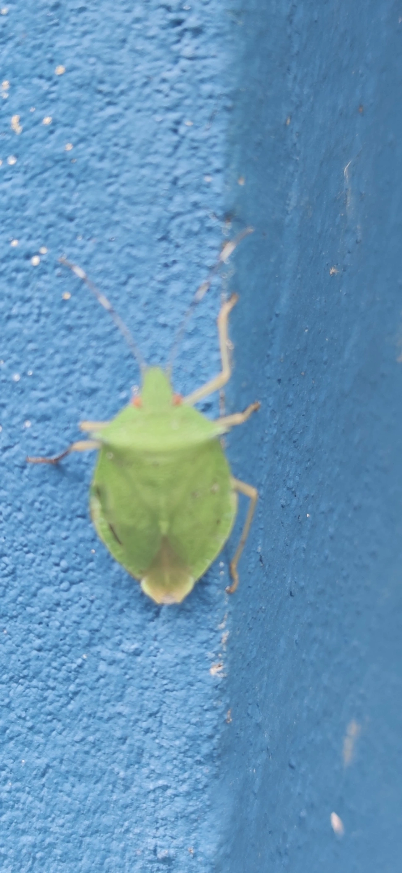 Chlorocoris, insetos, fotografado em Maresias, São Sebastião