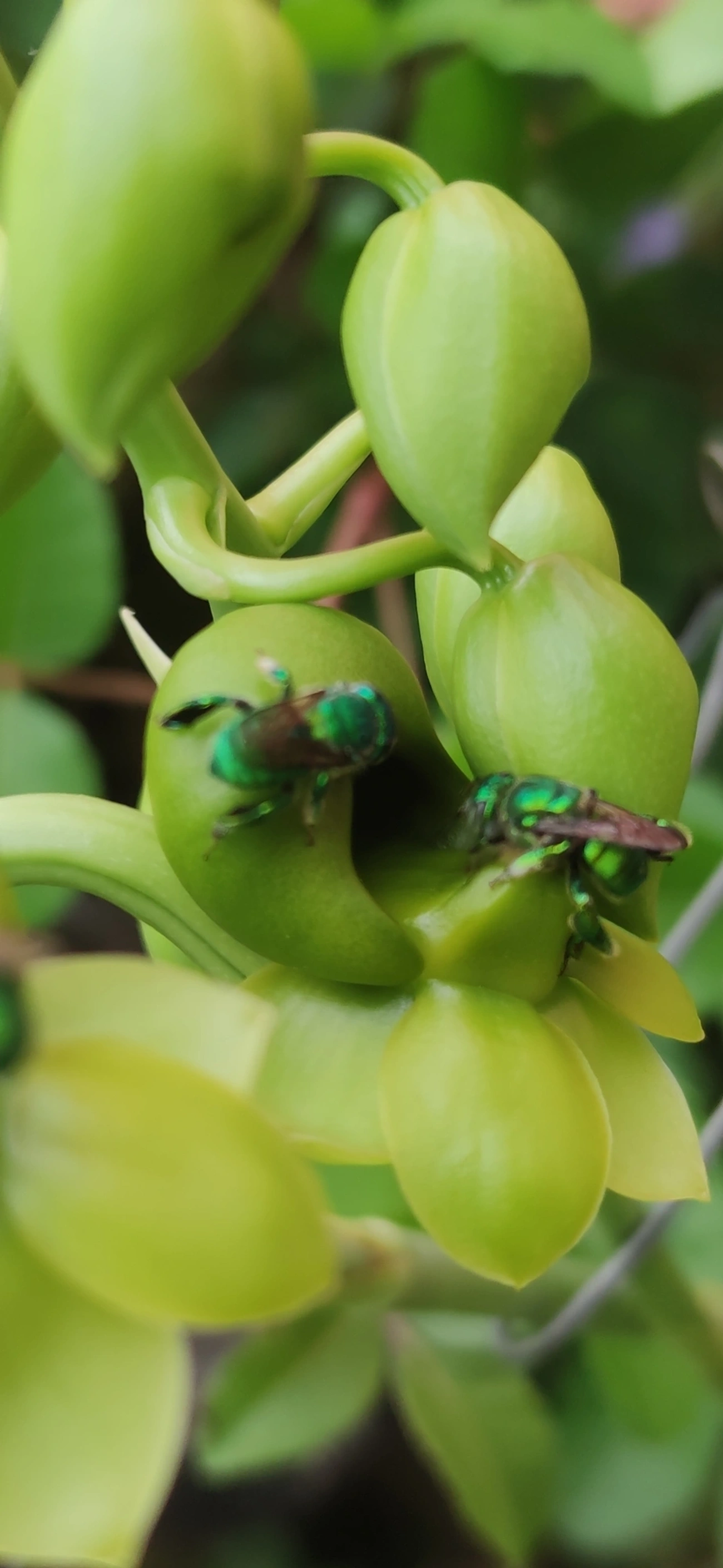 Euglossa, insetos, fotografado em Indaiá, Caraguatatuba