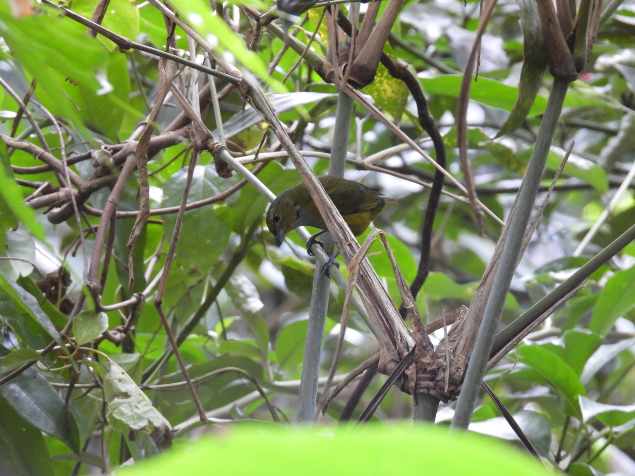 Ferro-velho (Euphonia pectoralis), aves, fotografado em Paúba, São Sebastião