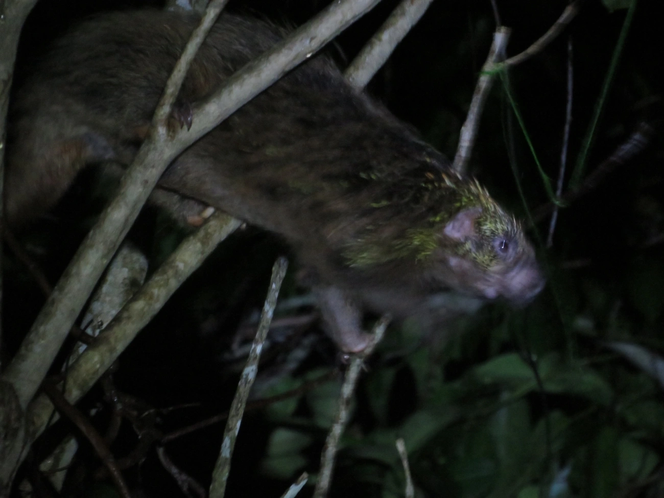 Coandu-alaranjado (Coendou spinosus), mamíferos, fotografado em Maresias, São Sebastião
