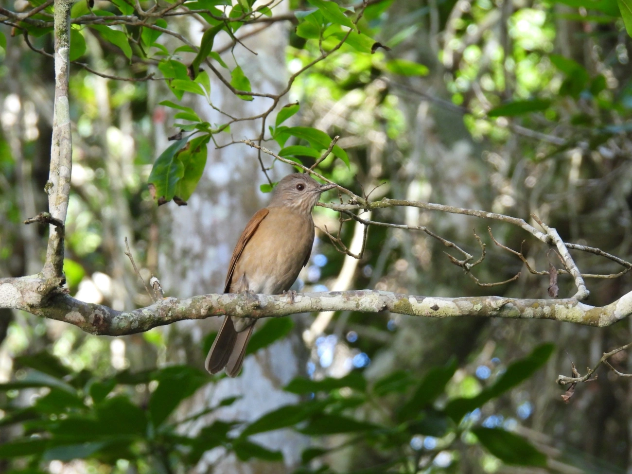 Sabiá-barranco (Turdus leucomelas), aves, fotografado em Maresias, São Sebastião