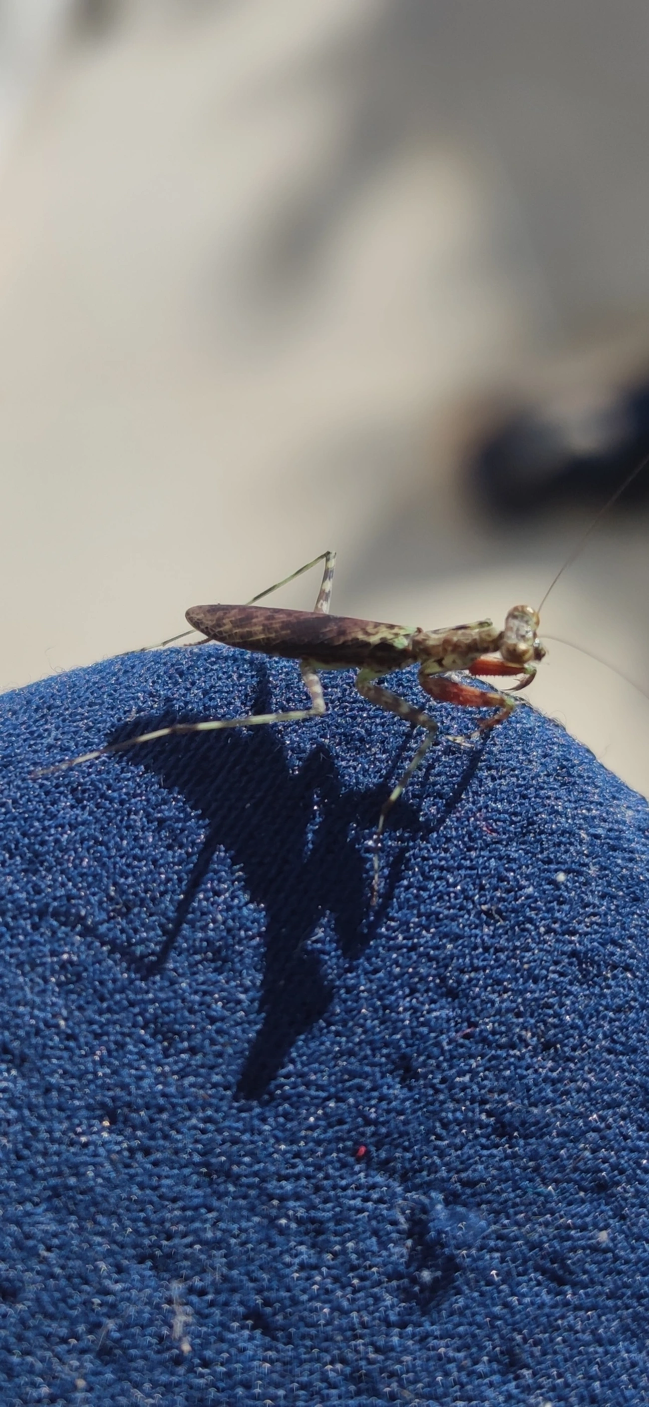 Liturgusidae, insetos, fotografado em Maresias, São Sebastião