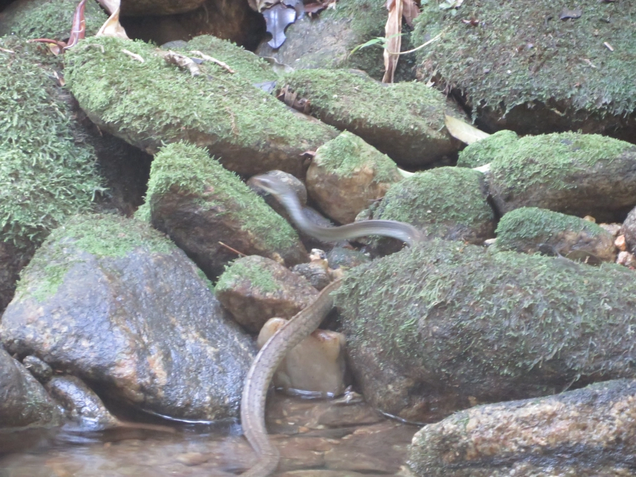 Urupiagara (Chironius fuscus), répteis, fotografado em Maresias, São Sebastião