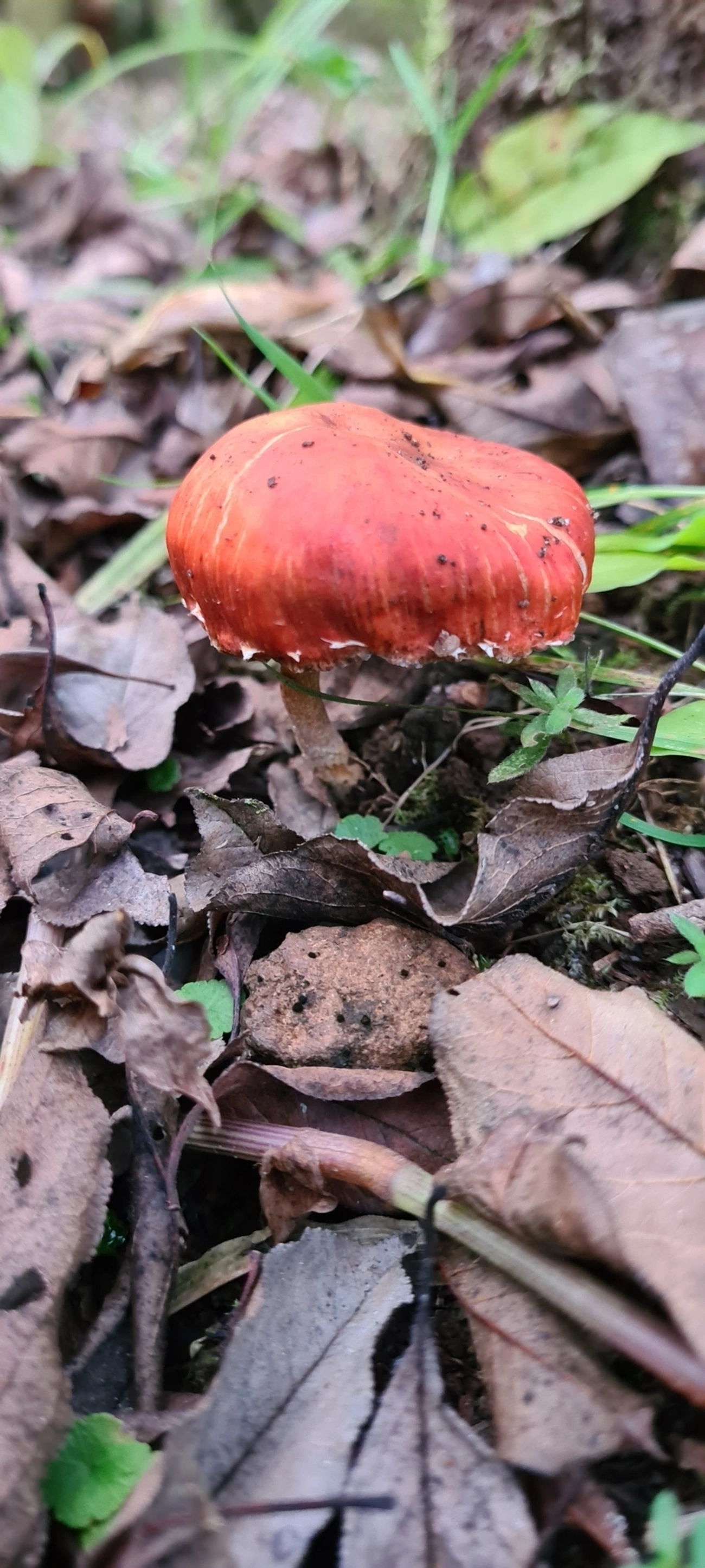 Chapéu-redondo vermelho (Leratiomyces ceres), fungos, fotografado em Campos do Jordão