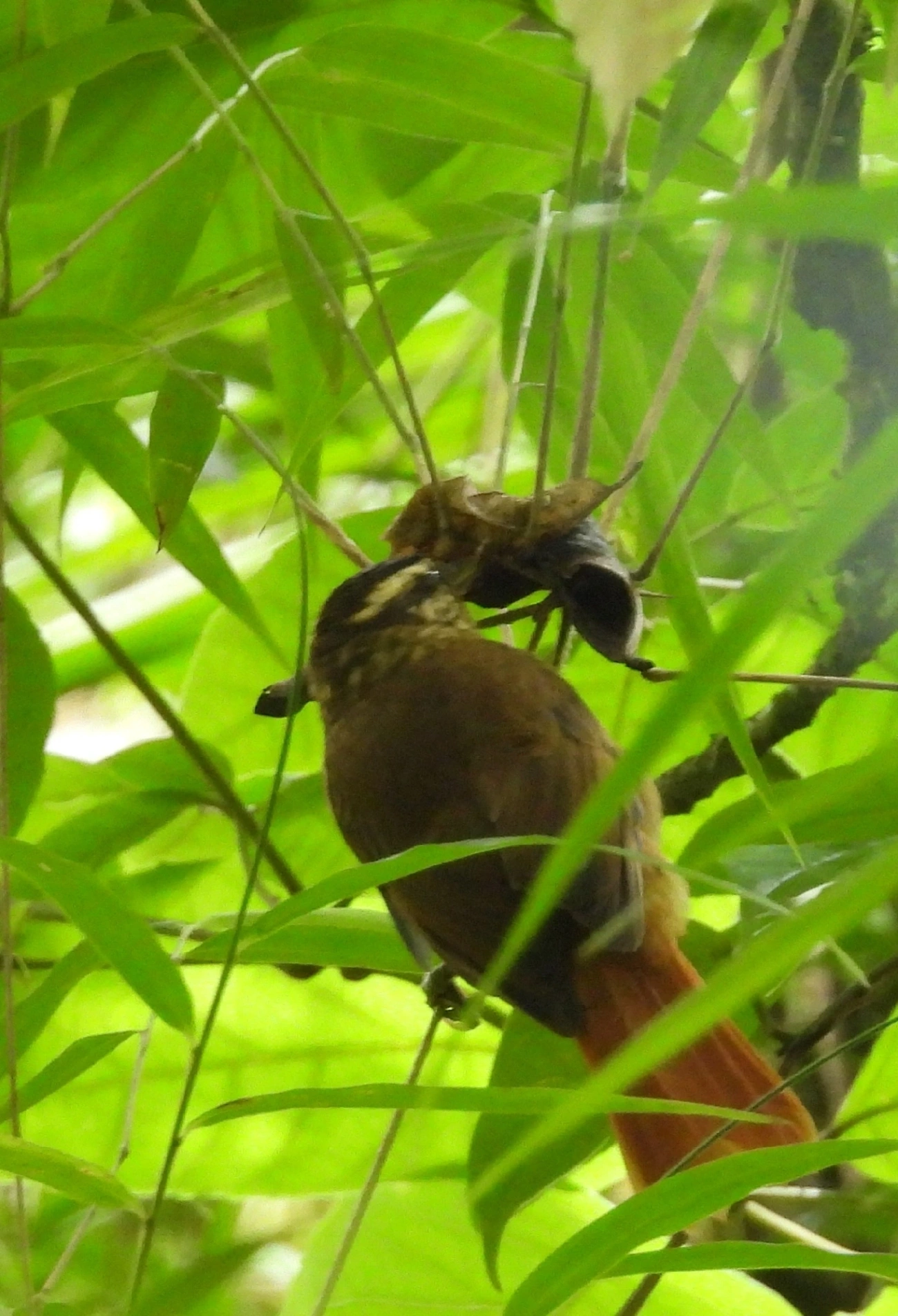 Limpa-folha-miúdo (Anabacerthia amaurotis), aves, fotografado em São Sebastião