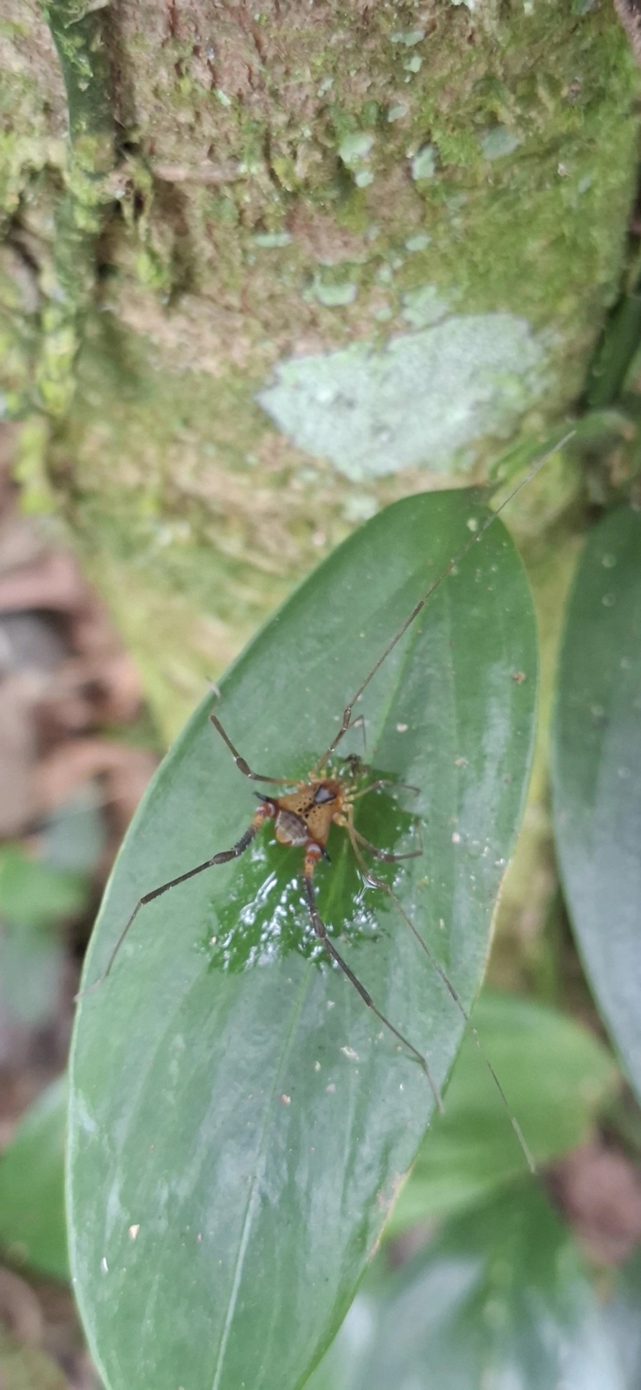 Progonyleptoidellus, aracnídeos, fotografado em Maresias, São Sebastião