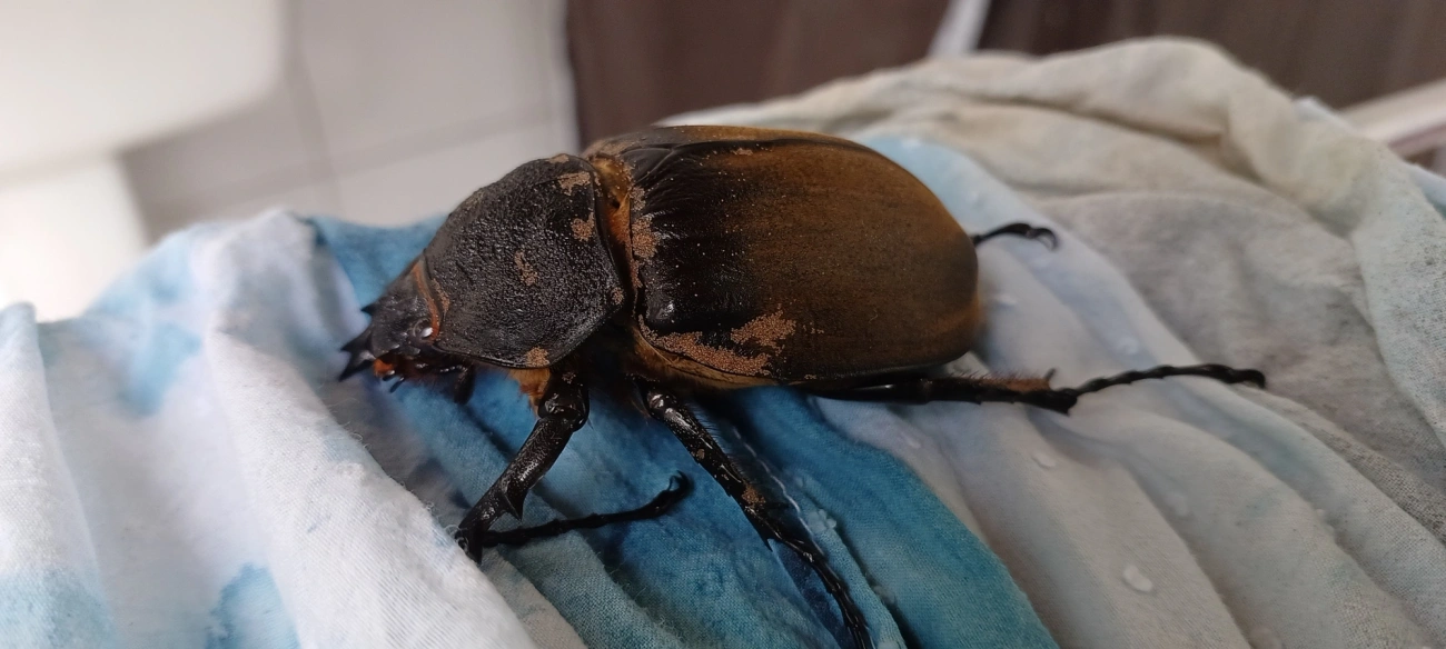 Megasoma, insetos, fotografado em Maresias, São Sebastião