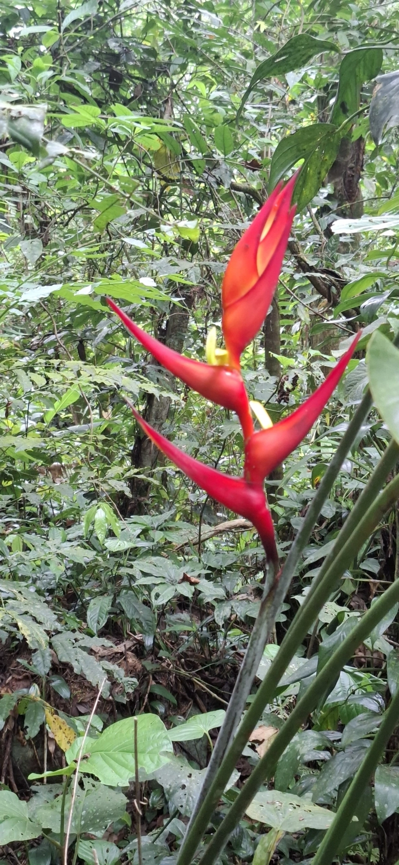 Caeté (Heliconia farinosa), plantas, fotografado em Maresias, São Sebastião
