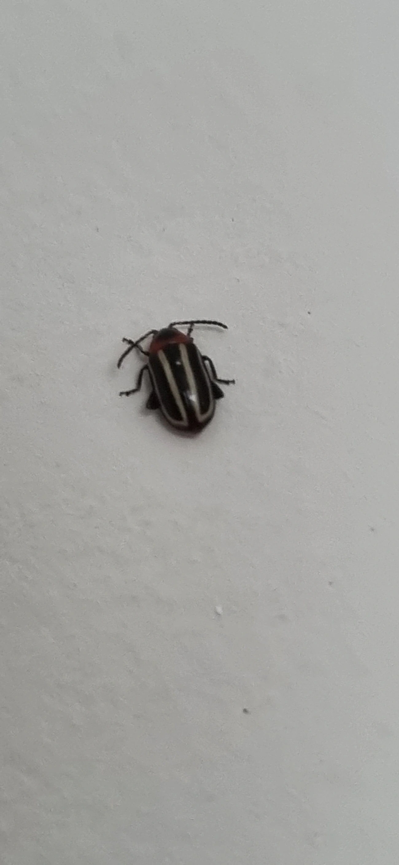 Besouro-pulga-do-caruru (Disonycha glabrata), insetos, fotografado em Maresias, São Sebastião