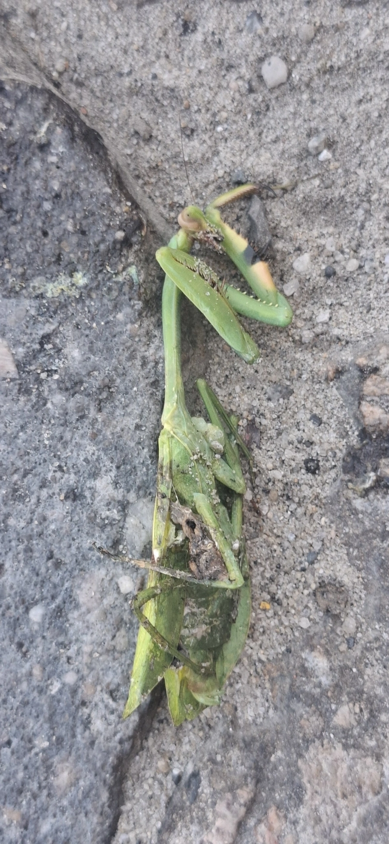 Stagmatoptera, insetos, fotografado em Maresias, São Sebastião