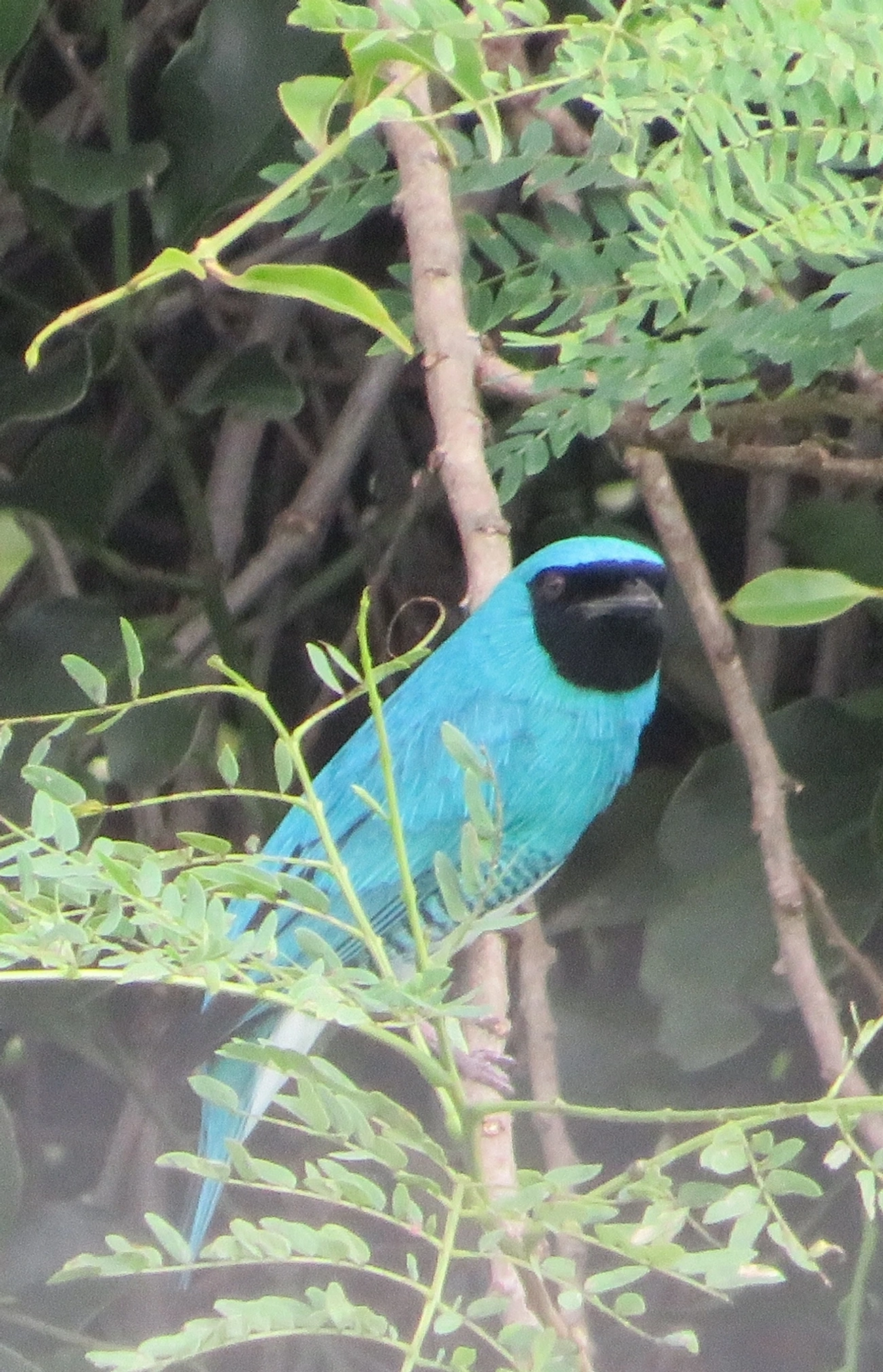 Saí-andorinha (Tersina viridis), aves, fotografado em Maresias, São Sebastião
