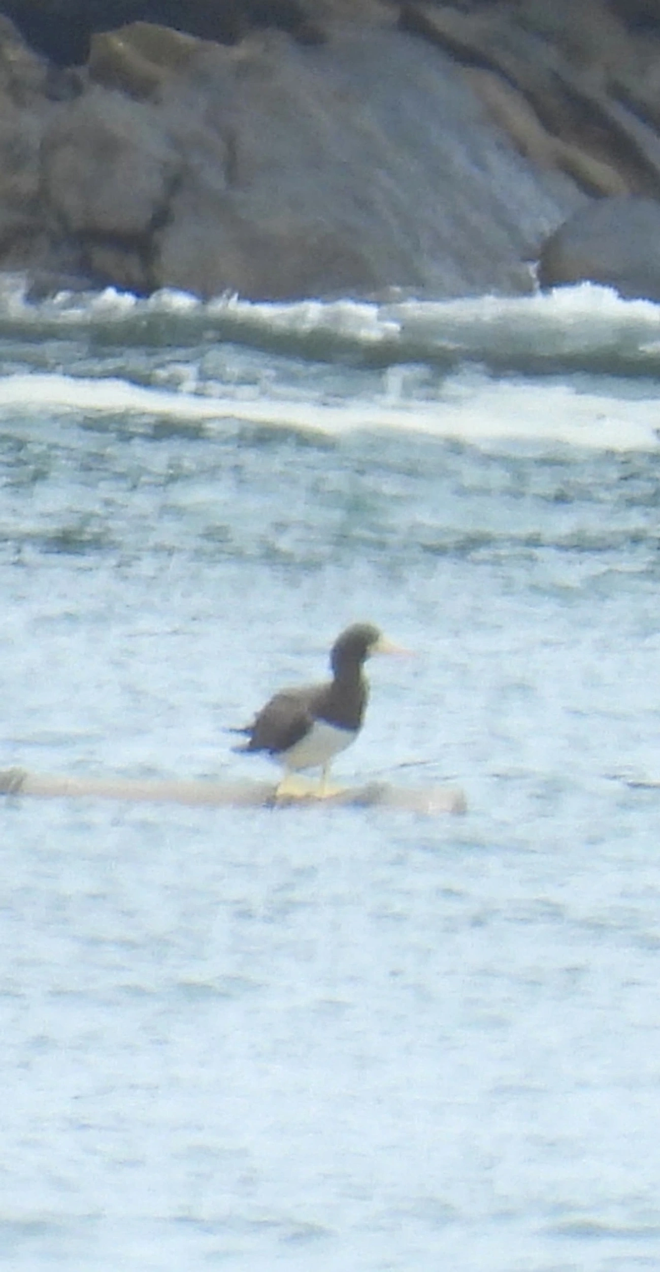 Atobá-pardo (Sula leucogaster), aves, fotografado em Maresias, São Sebastião