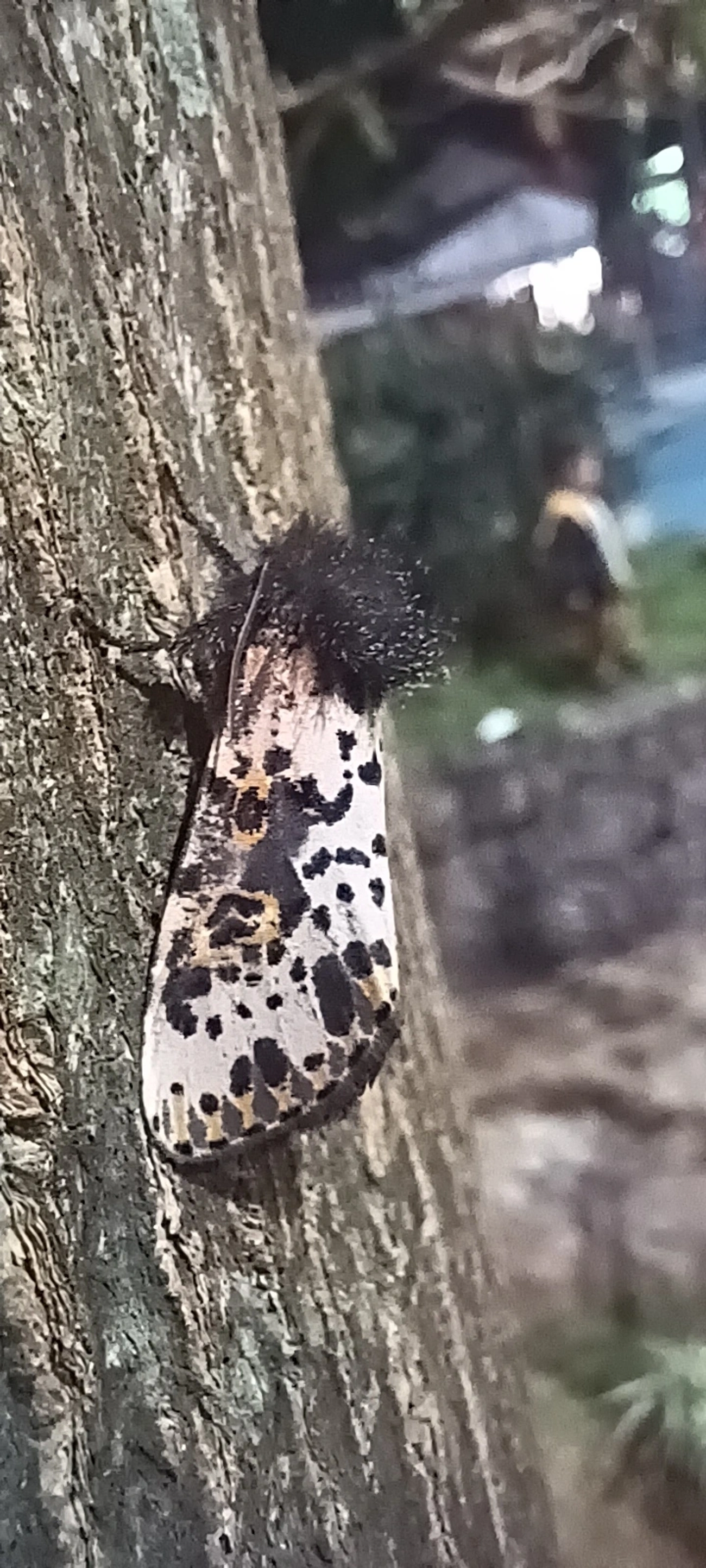 Mariposa-espanhola (Xanthopastis timais), insetos, fotografado em Maresias, São Sebastião