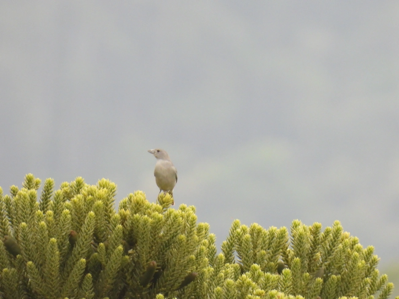 Sanhaço-cinzento (Thraupis sayaca), aves, fotografado em Rodovia BR 354, Itamonte