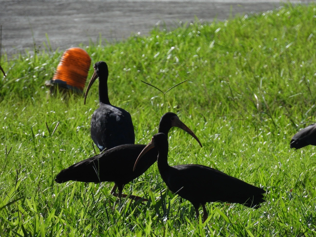 Tapicuru (Phimosus infuscatus), aves, fotografado em Camburí, São Sebastião