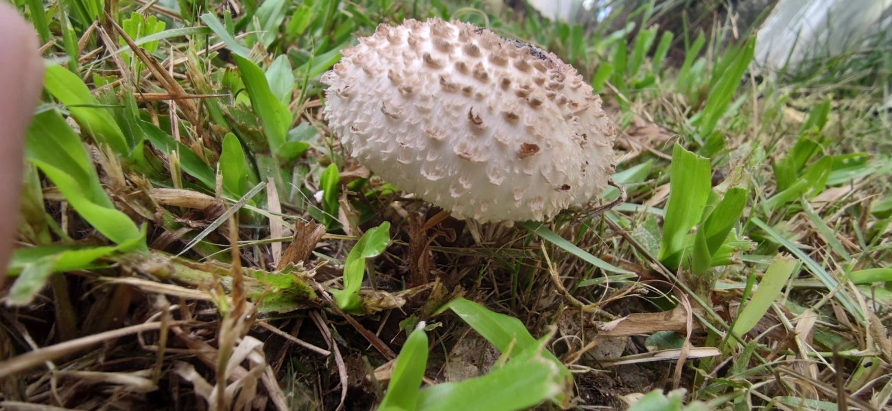 Falso guarda-sol (Chlorophyllum molybdites), fungos, fotografado em Maresias, São Sebastião