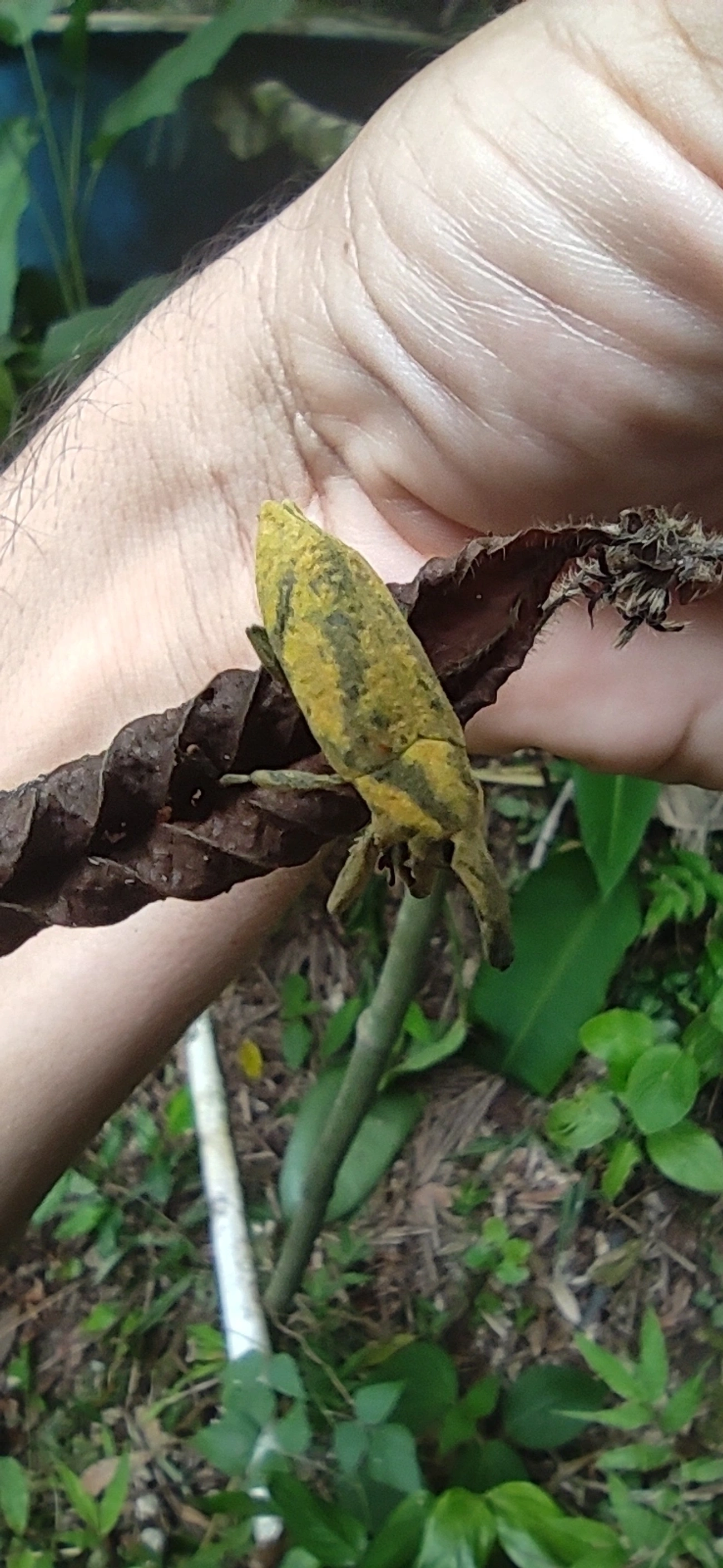 Lixus, insetos, fotografado em Maresias, São Sebastião