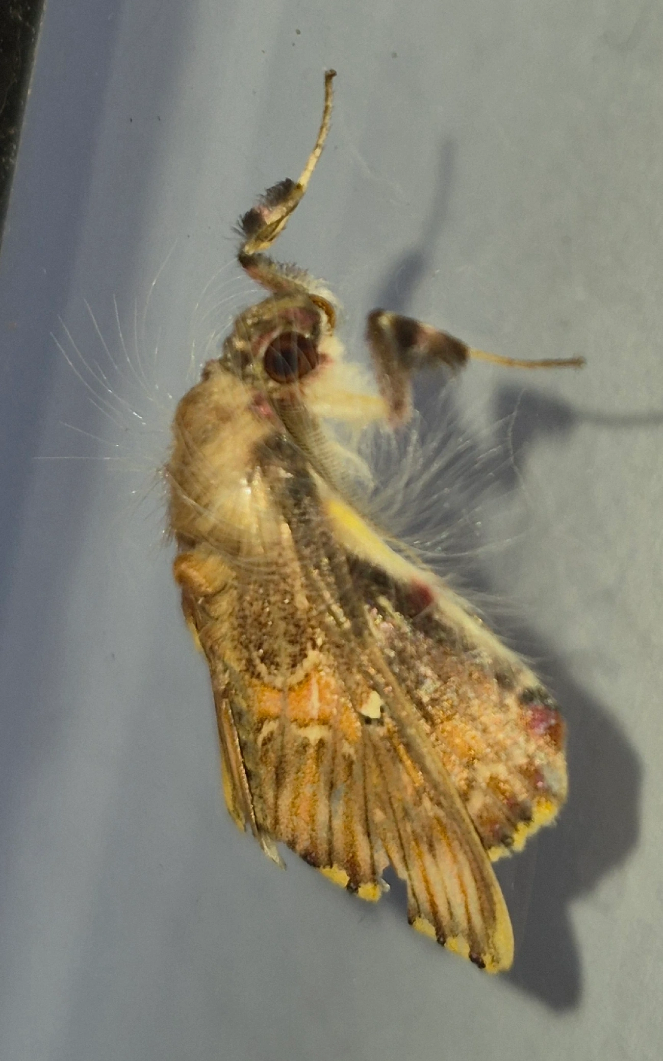 Sosxetra grata, insetos, fotografado em Maresias, São Sebastião