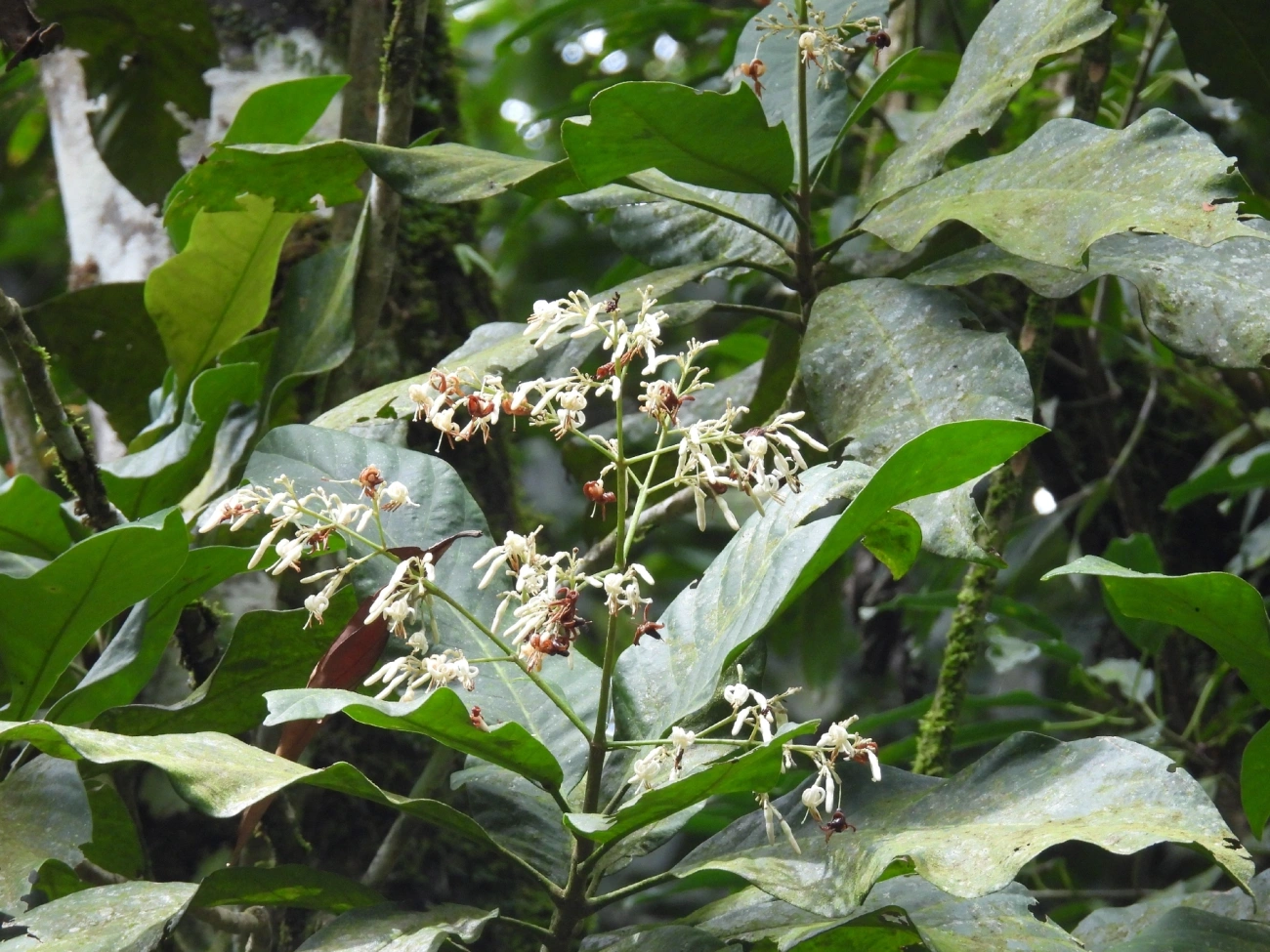 Rubiáceas (Rubiaceae), plantas, fotografado em Maresias, São Sebastião