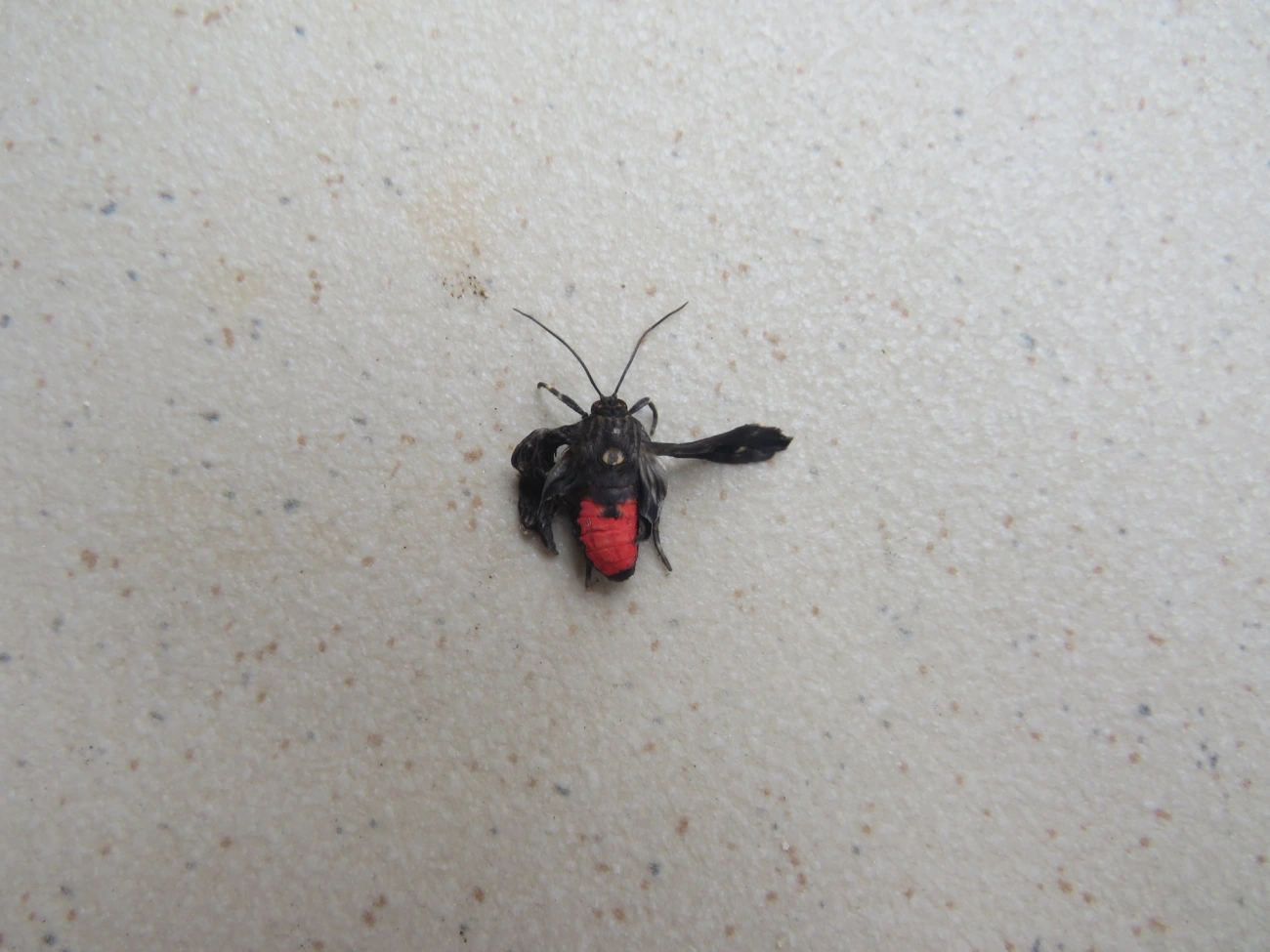Mariposa-mímica-de-vespa-de-pontas-escarlates (Dinia eagrus), insetos, fotografado em Maresias, São Sebastião