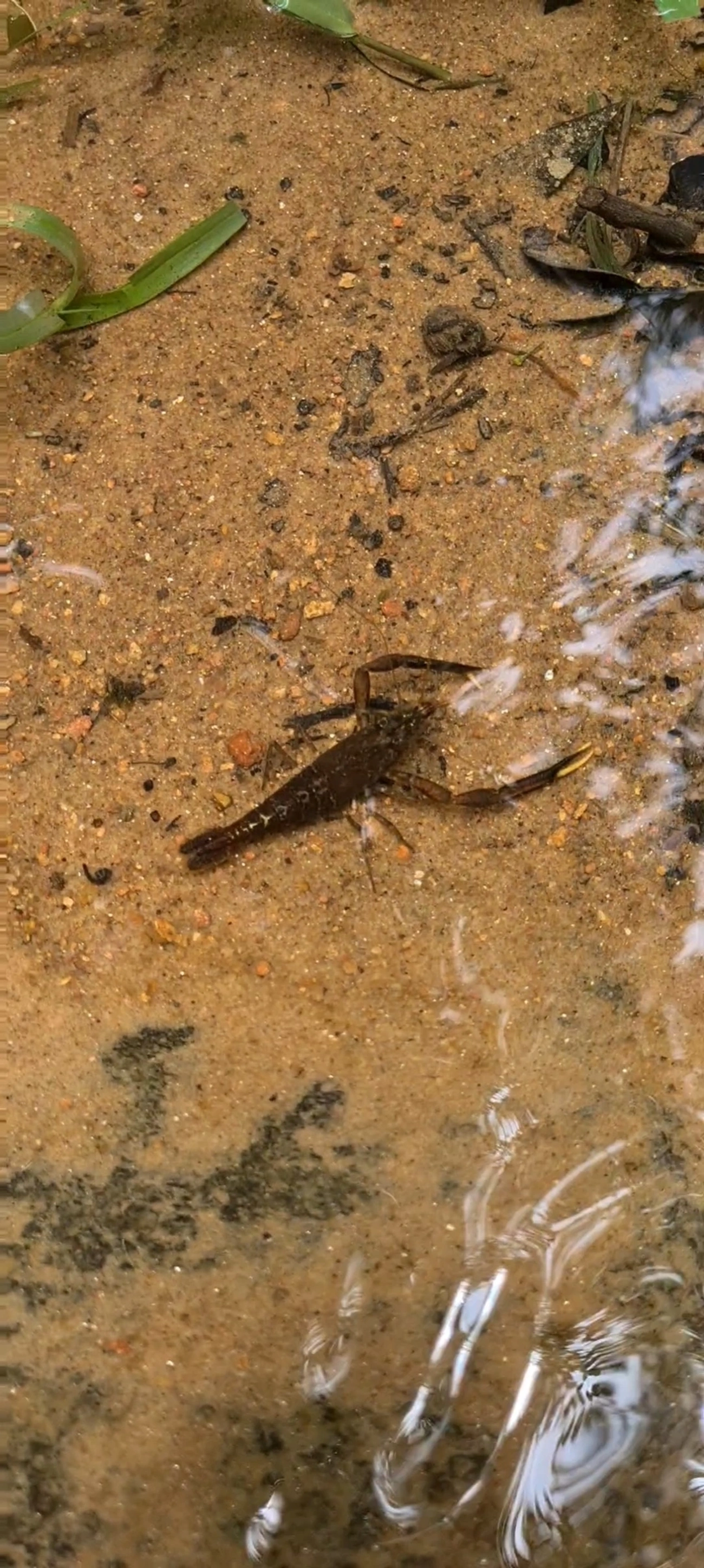 Macrobrachium, crustáceos, fotografado em Maresias, São Sebastião