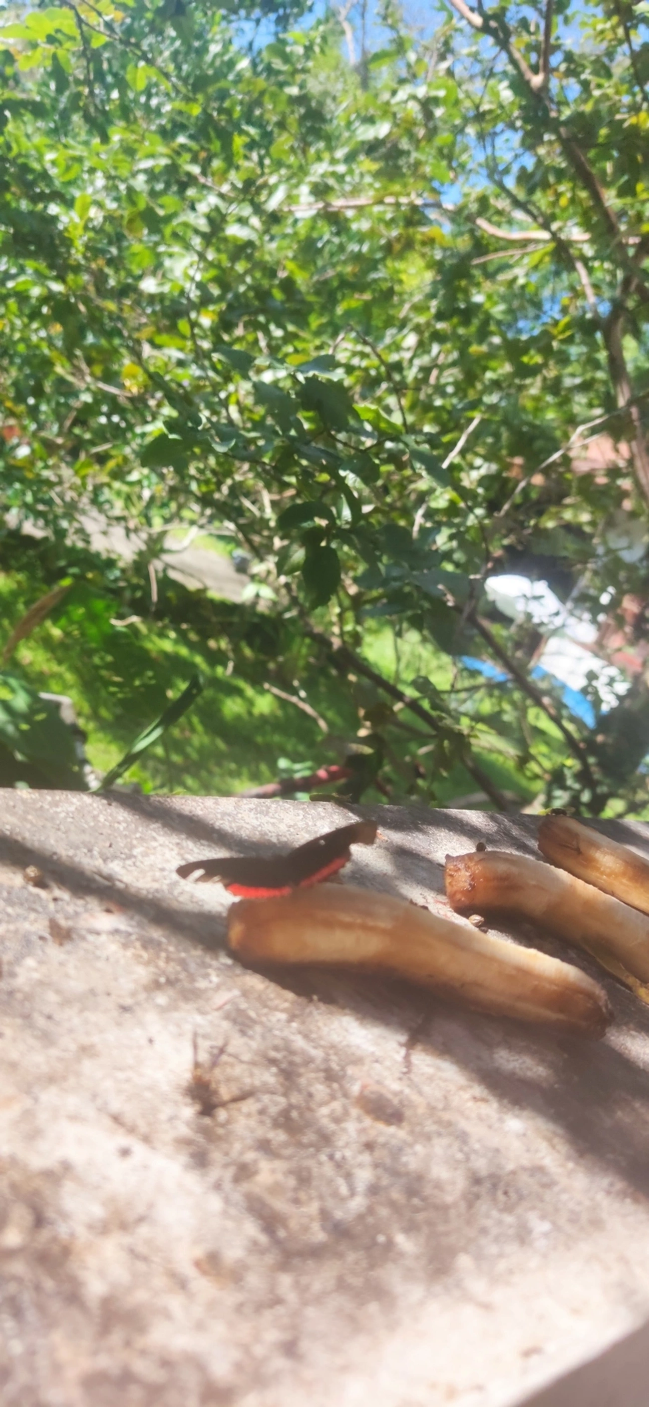 Borboleta-aro-vermelho (Biblis hyperia), insetos, fotografado em Maresias, São Sebastião
