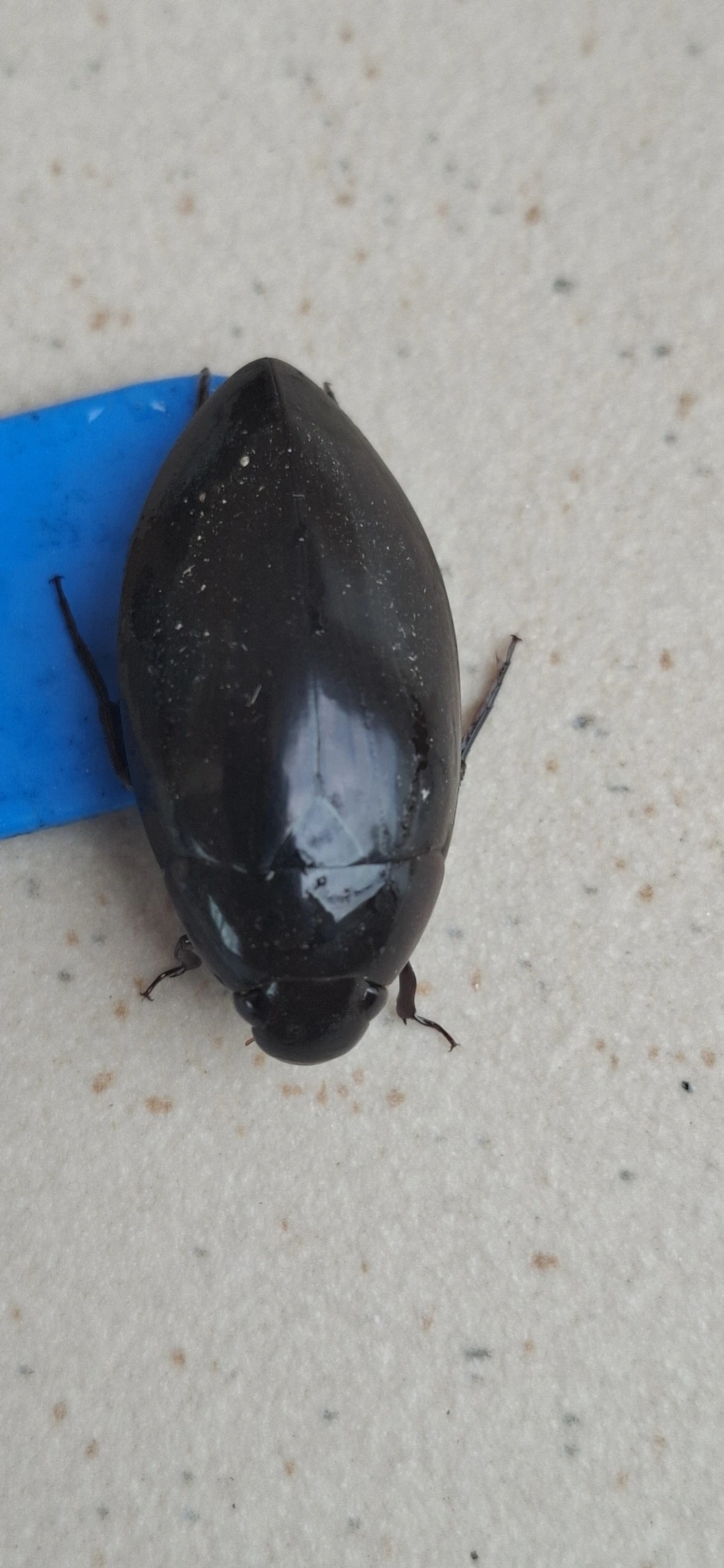 Hydrophilus, insetos, fotografado em Maresias, São Sebastião