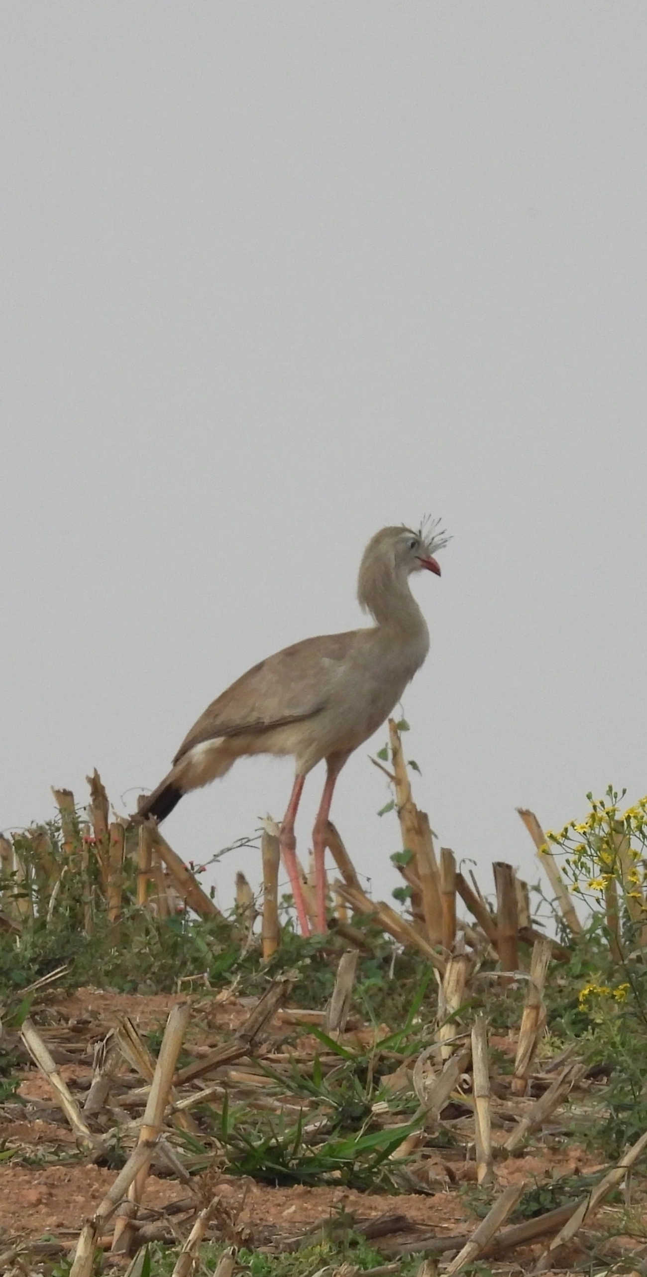 Seriema (Cariama cristata), aves, fotografado em Socorro