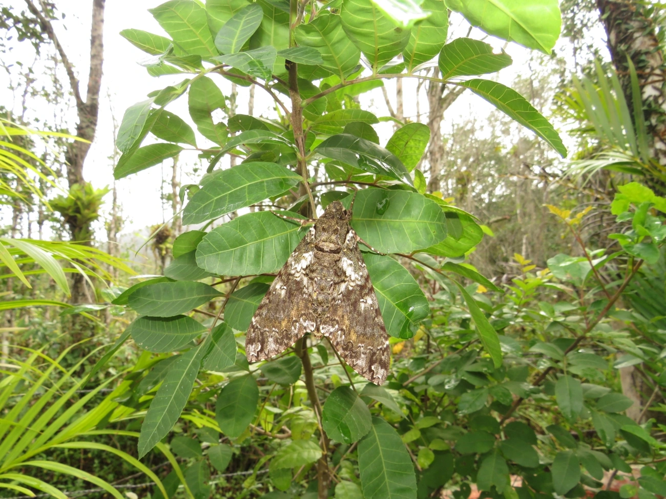 Esfinge-de-Duponchel (Cocytius duponchel), insetos, fotografado em Maresias, São Sebastião