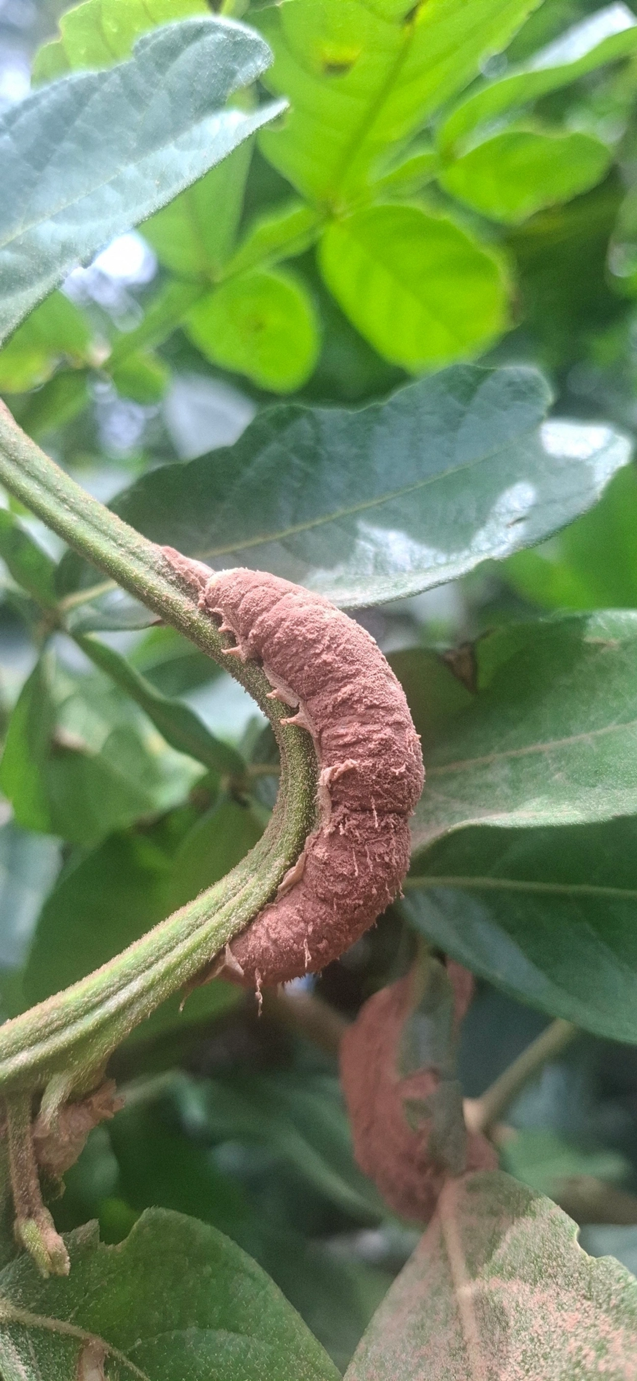 Marimbondos (Vespidae), insetos, fotografado em Maresias, São Sebastião
