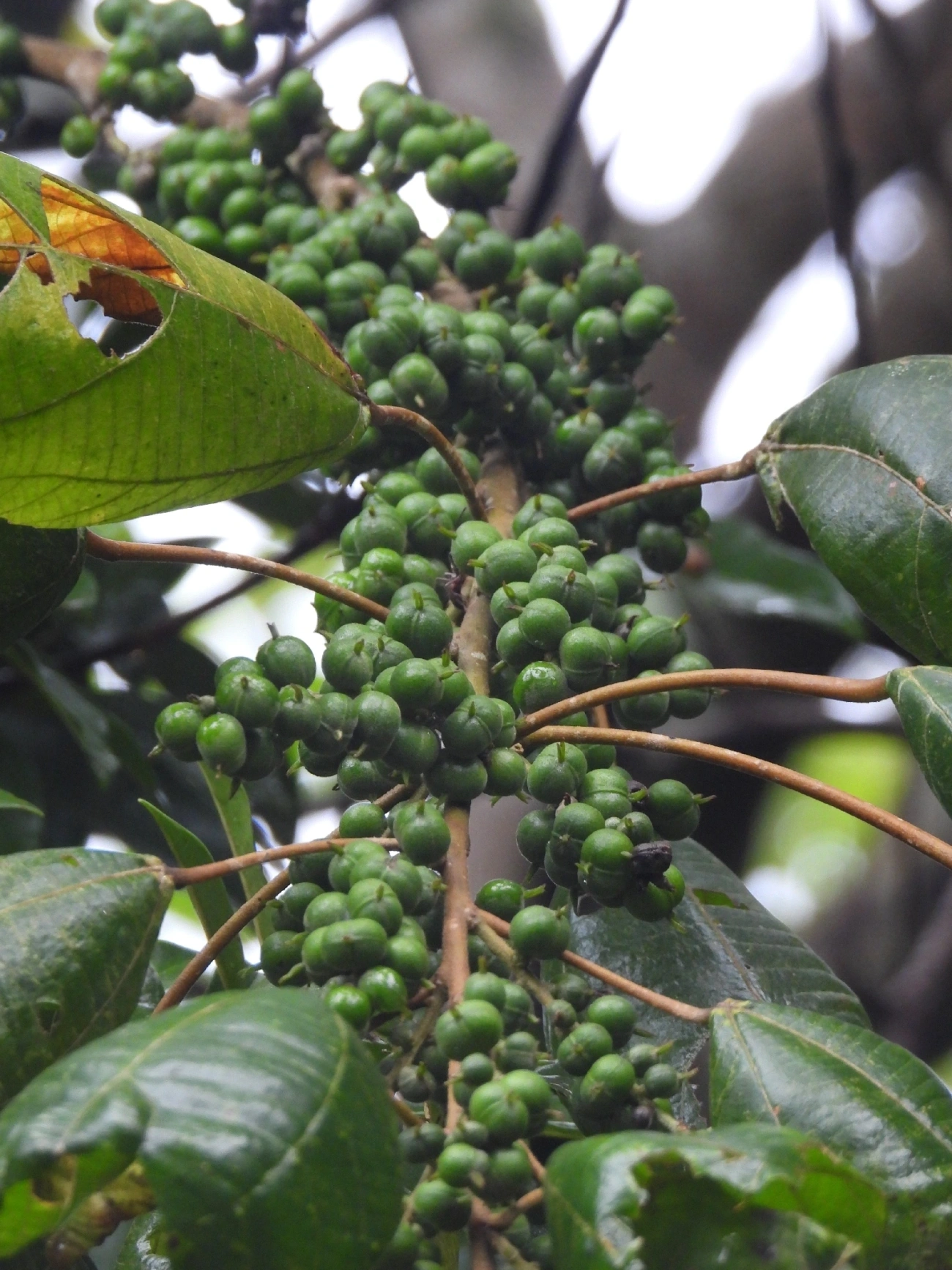 Tamanqueiro (Alchornea glandulosa), plantas, fotografado em Maresias, São Sebastião