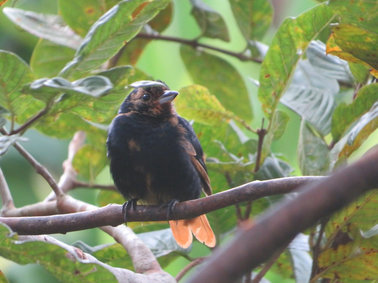 Tiê-preto (Tachyphonus coronatus), aves, fotografado em Maresias, São Sebastião