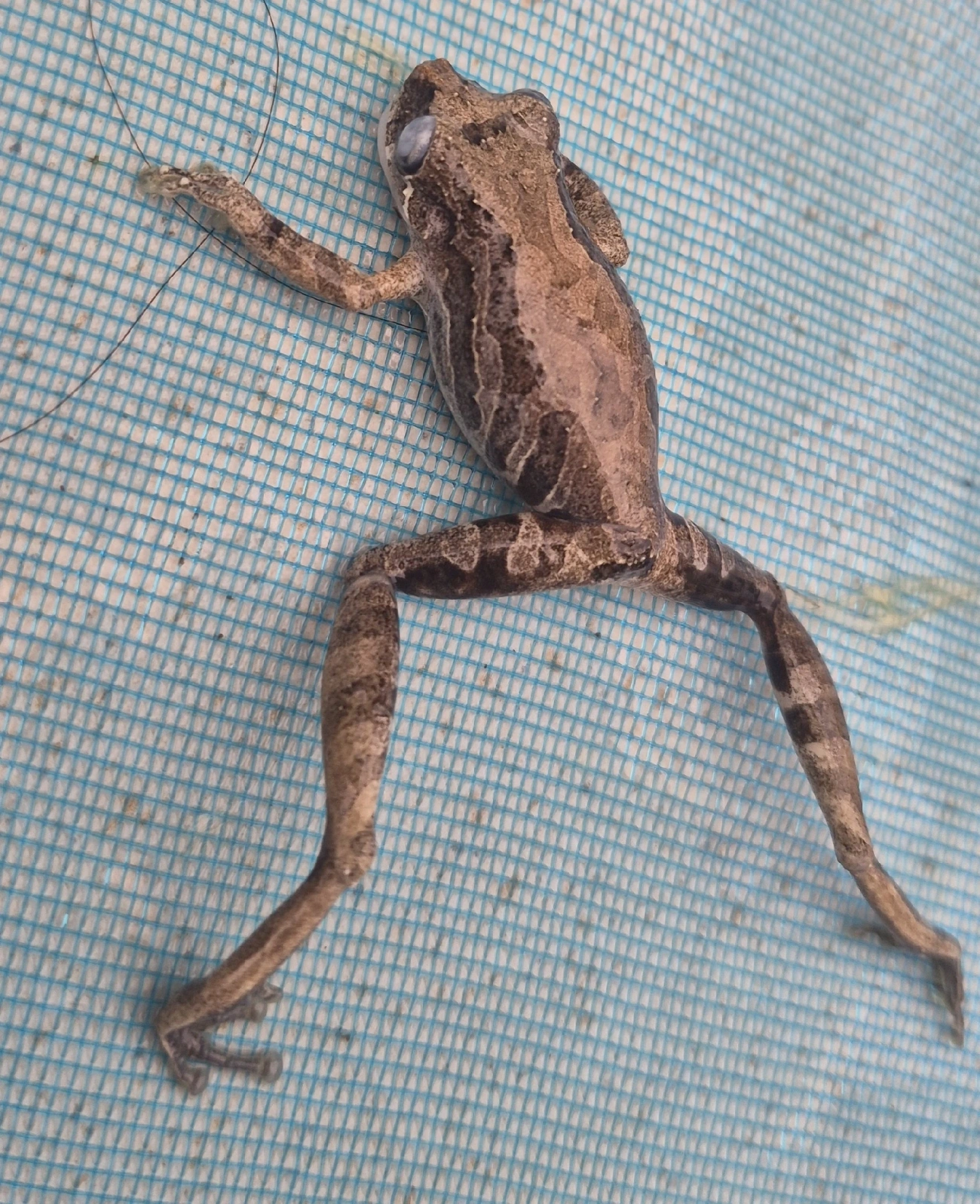 Perereca-do-litoral (Ololygon littoralis), anfíbios, fotografado em Maresias, São Sebastião