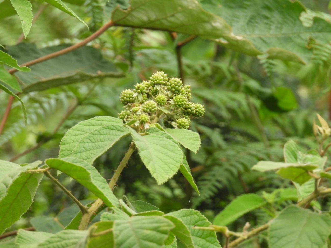 Silvas (Rubus), plantas, fotografado em Cabreúva