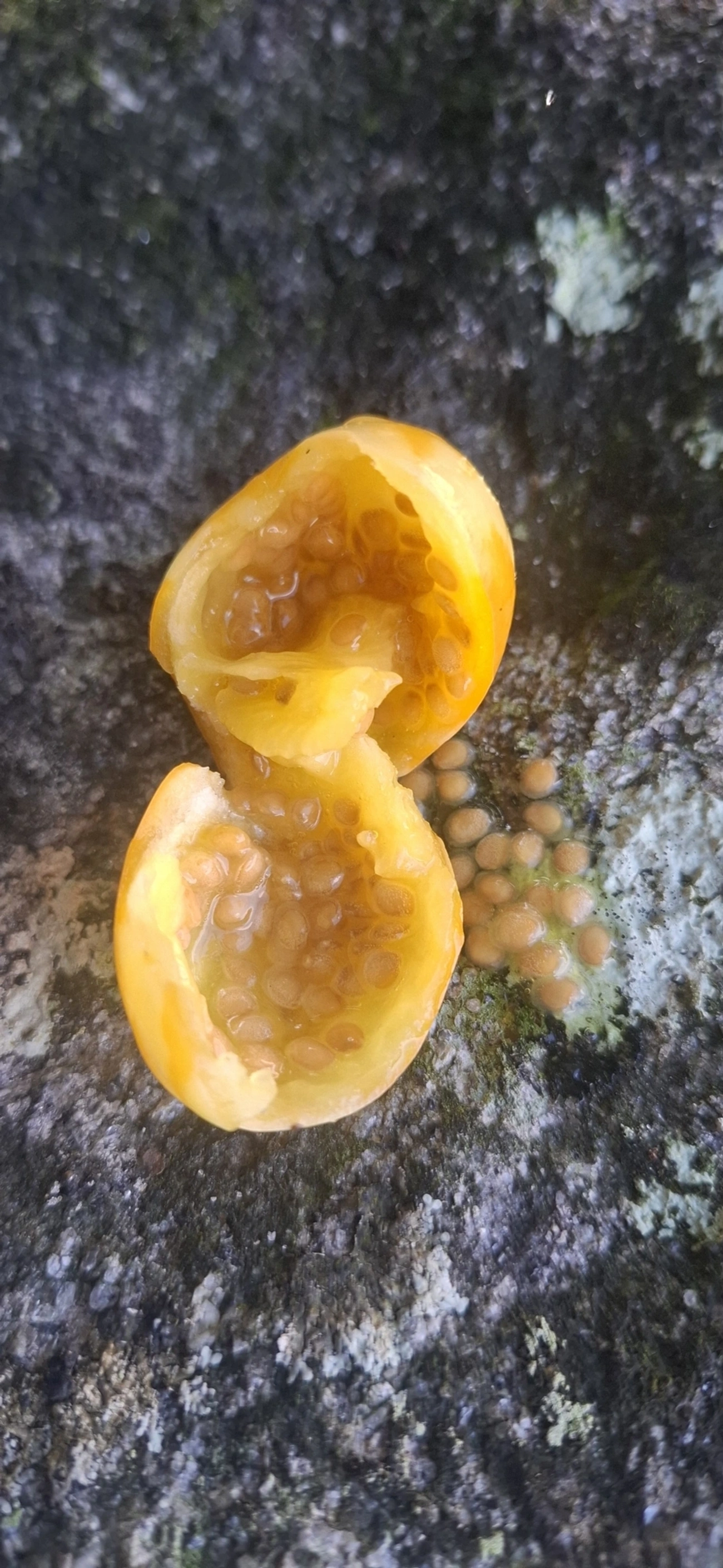 Juquirioba (Solanum alternatopinnatum), plantas, fotografado em Maresias, São Sebastião