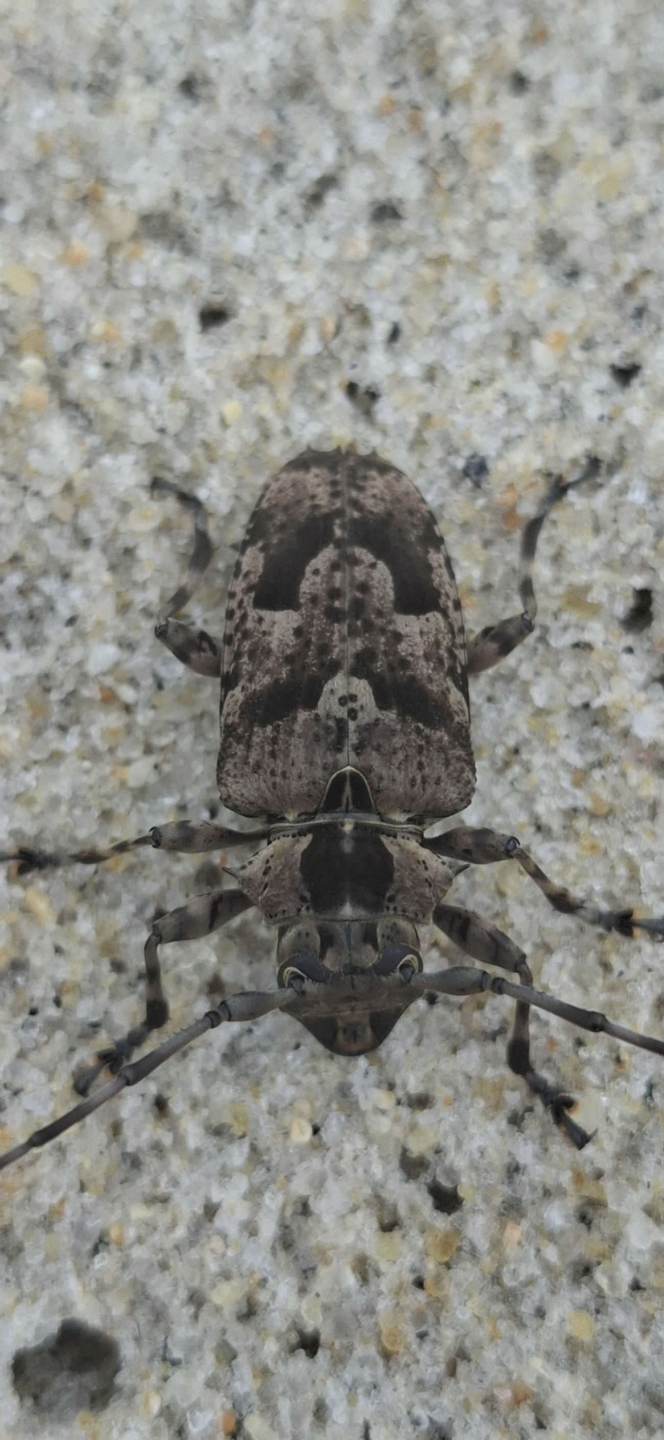 Dryoctenes scrupulosus, insetos, fotografado em São Sebastião