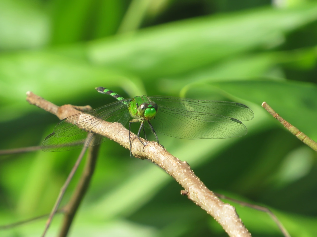 Libélula-verde (Erythemis vesiculosa), insetos, fotografado em Maresias, São Sebastião