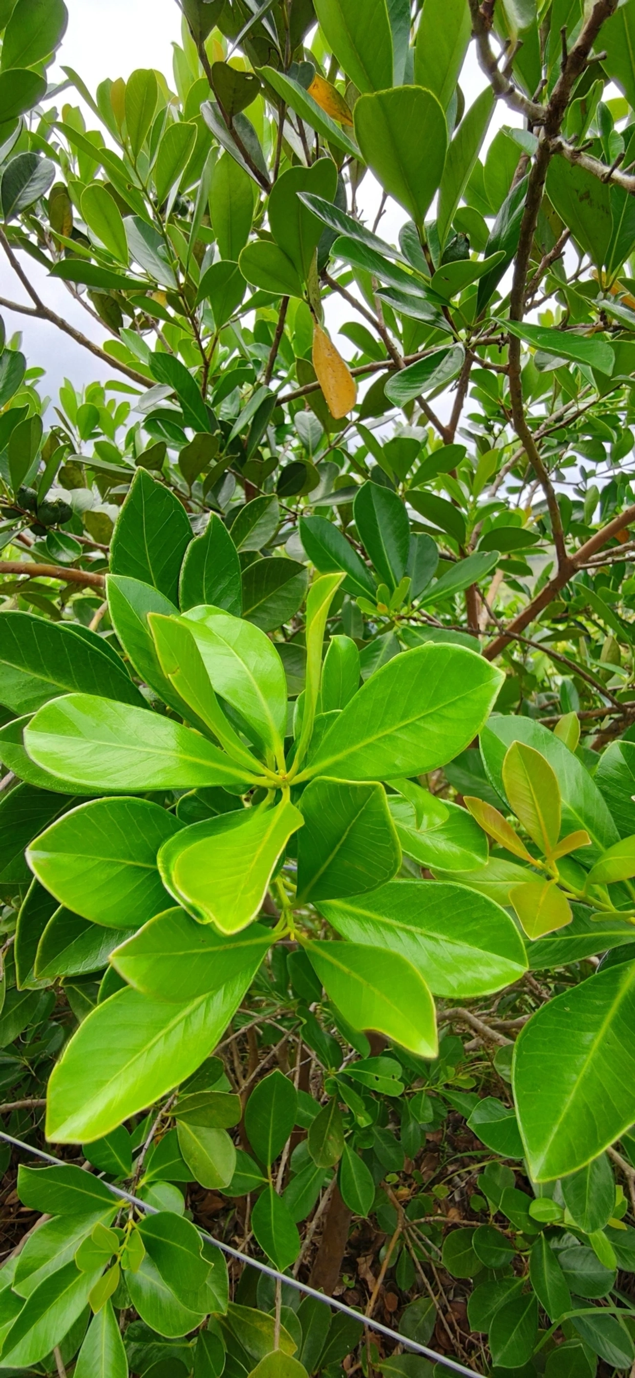 Araçá (Psidium cattleyanum), plantas, fotografado em Paúba, São Sebastião