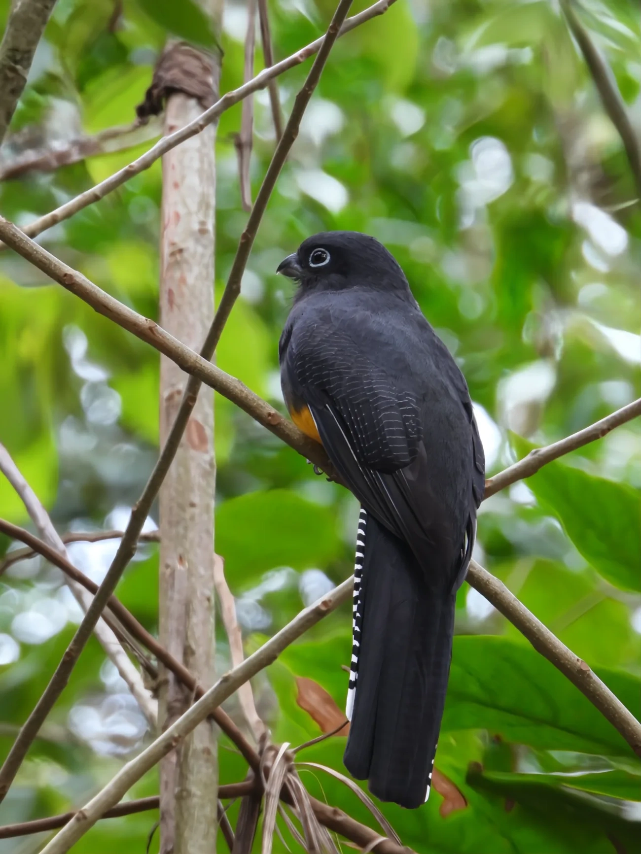 Surucuá-de-barriga-amarela (Trogon viridis), aves, fotografado em Maresias, São Sebastião