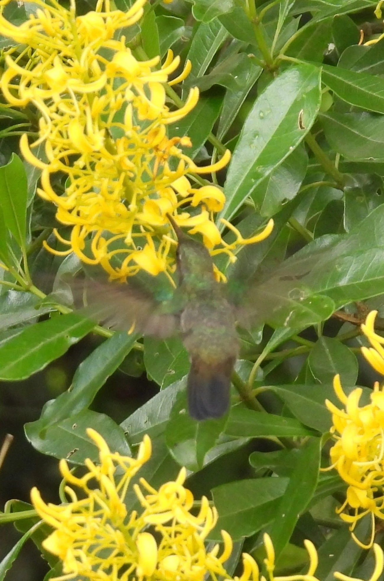 Estrelinha-ametista (Calliphlox amethystina), aves, fotografado em Guarulhos