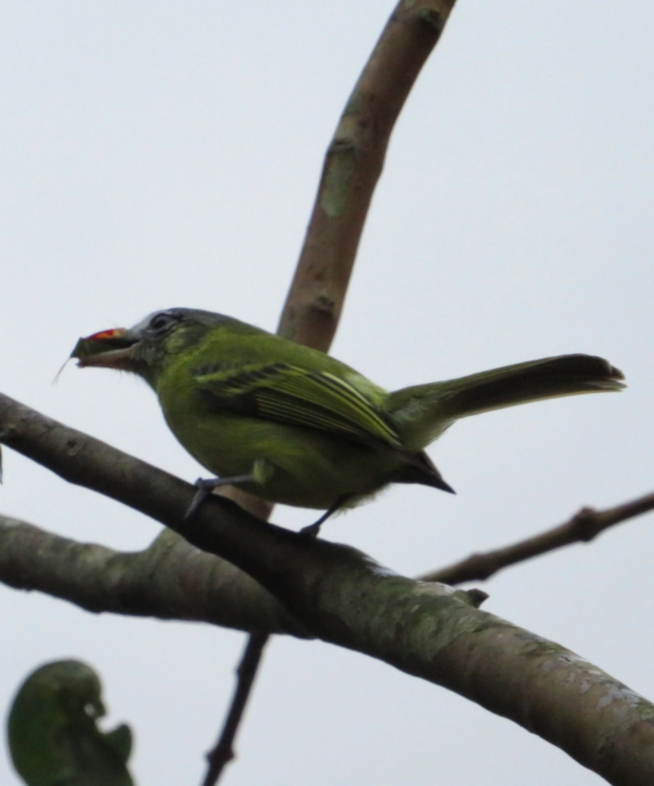 Bico-chato-de-orelha-preta (Tolmomyias sulphurescens), aves, fotografado em Maresias, São Sebastião