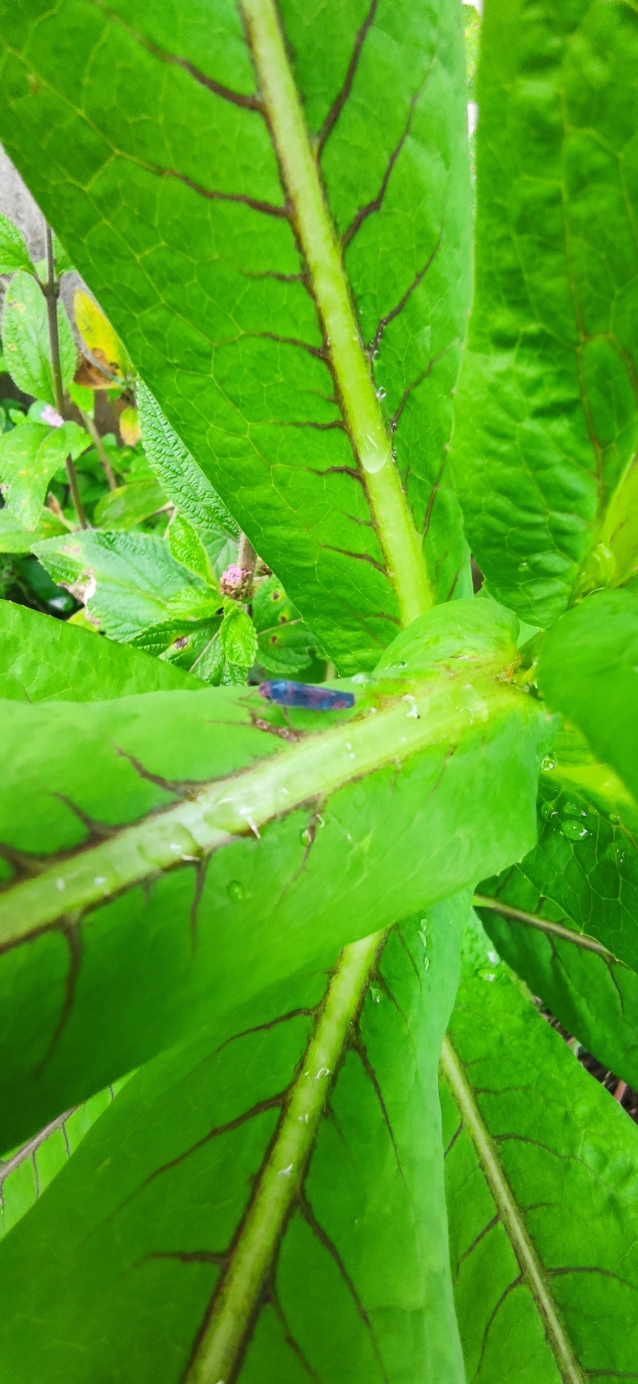 Cigarrinha-de-árvore (Tettisama quinquemaculata), insetos, fotografado em Maresias, São Sebastião