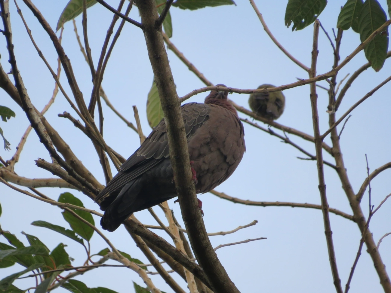 Asa-branca (Patagioenas picazuro), aves, fotografado em Maresias, São Sebastião