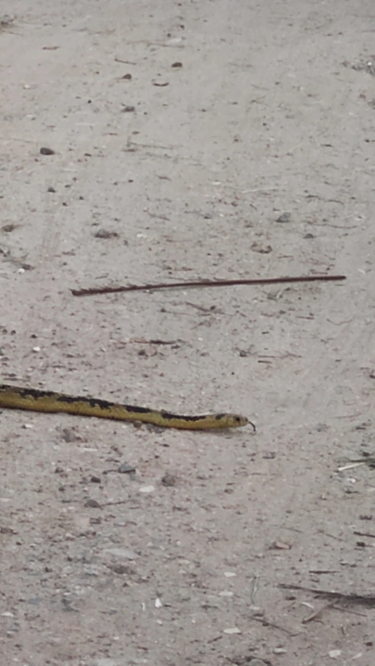 Caninana (Spilotes pullatus), répteis, fotografado em Maresias, São Sebastião