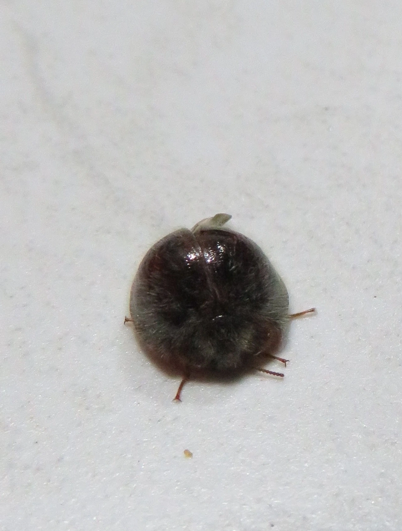Nilioninae, insetos, fotografado em Maresias, São Sebastião