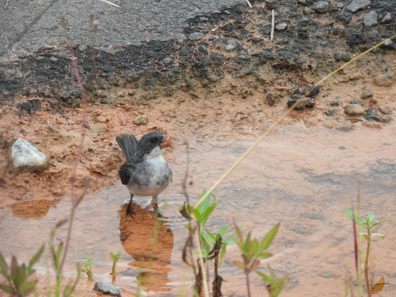 Chorão (Sporophila leucoptera), aves, fotografado em Indaiá, Caraguatatuba