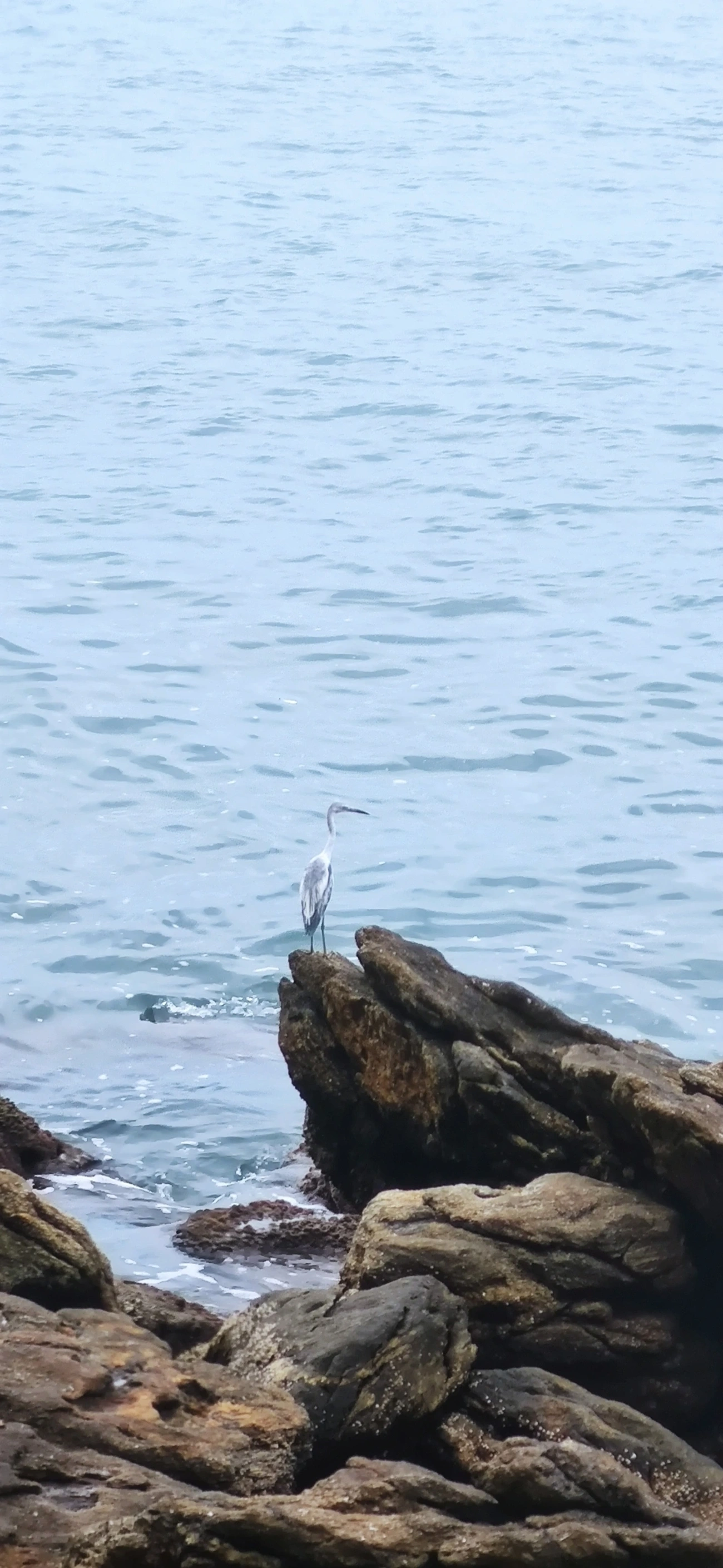 Garça-azul (Egretta caerulea), aves, fotografado em Maresias, São Sebastião