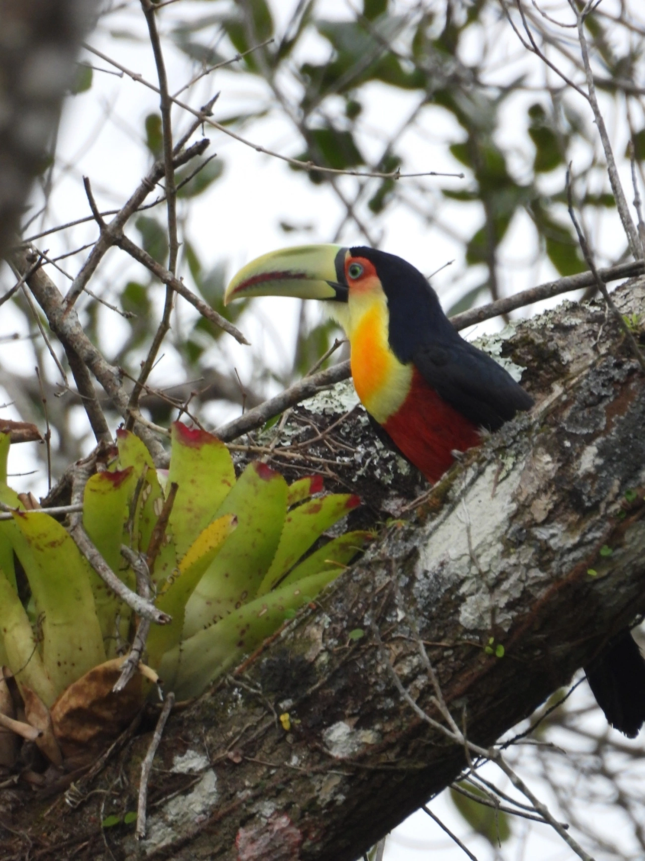 Tucano-de-bico-verde (Ramphastos dicolorus), aves, fotografado em Maresias, São Sebastião