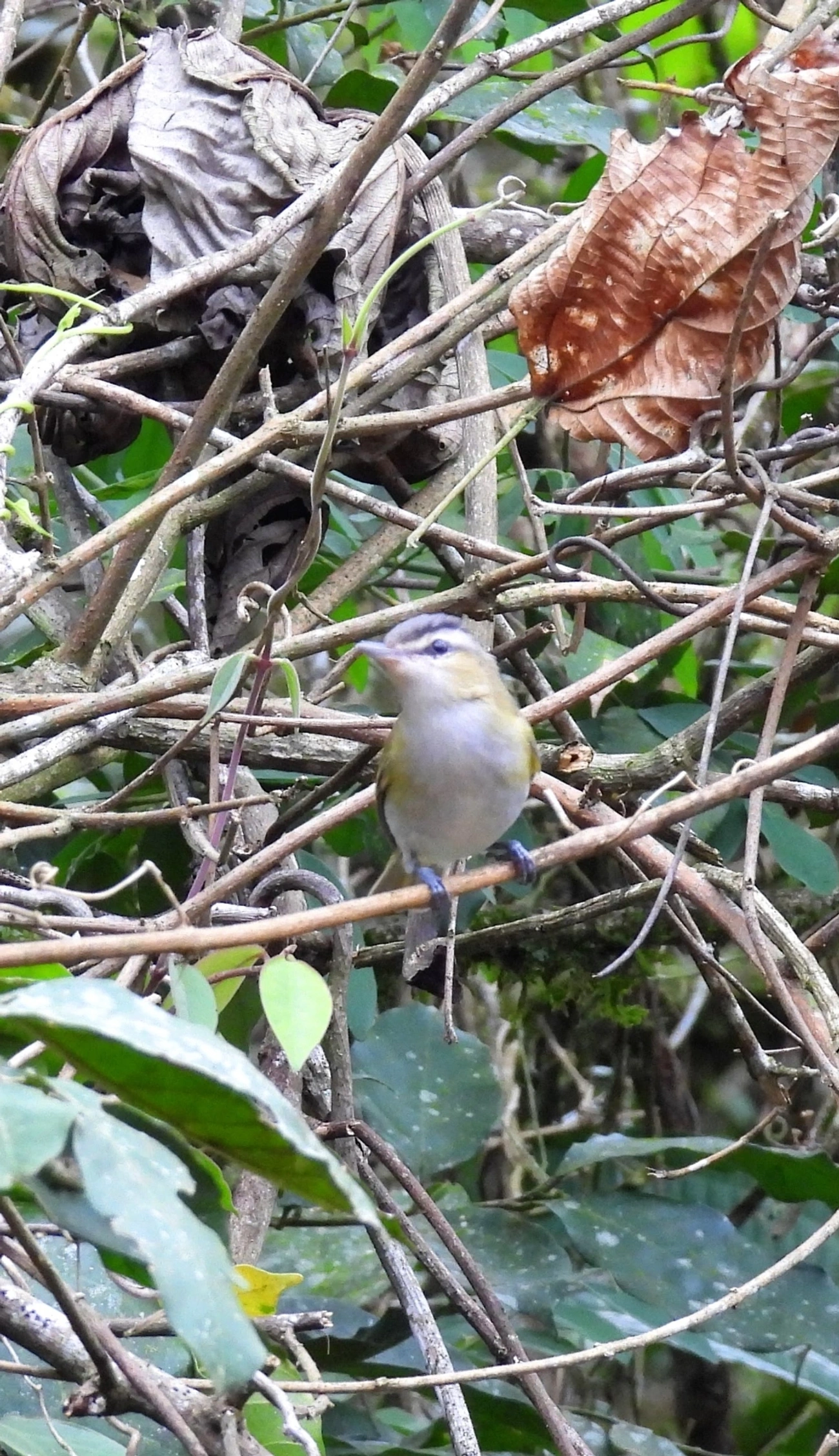 Juruviara (Vireo chivi), aves, fotografado em Perequê, Ilhabela